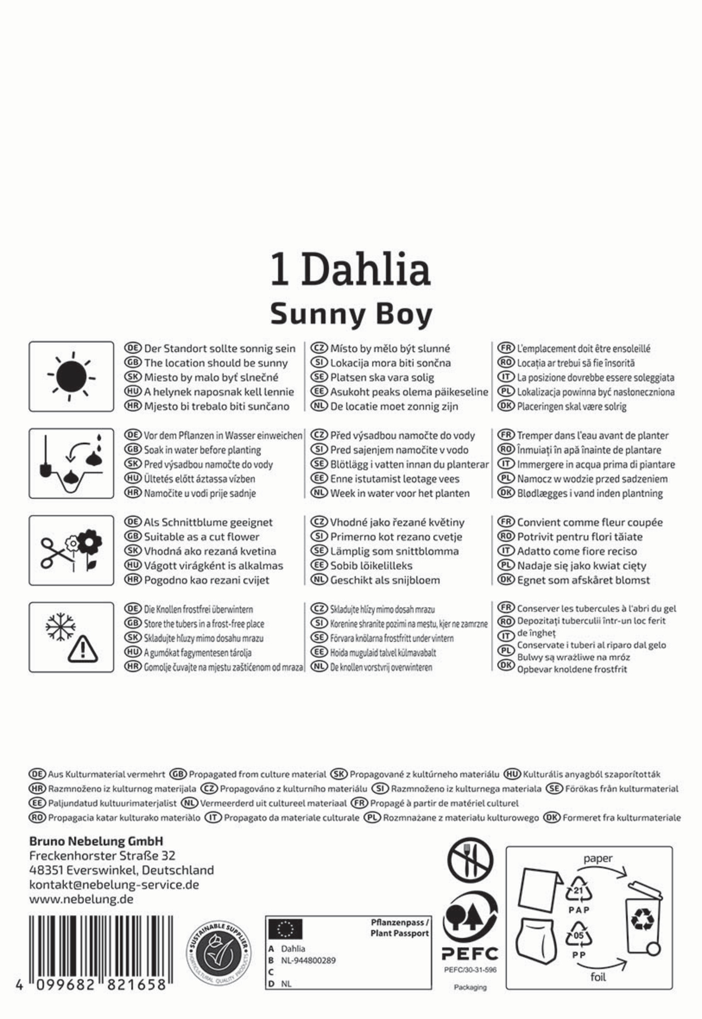 Kiepenkerl Profi-Line Frühjahrsblumenzwiebel Ball-Dahlie Sunny Boy 1 Stück