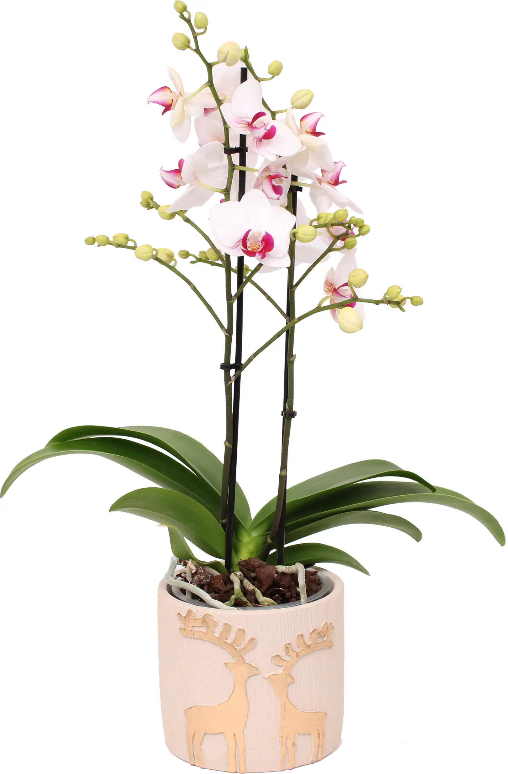 Orchidee Phalaenopsis H 45 cm, inkl. 12 cm Keramikübertopf