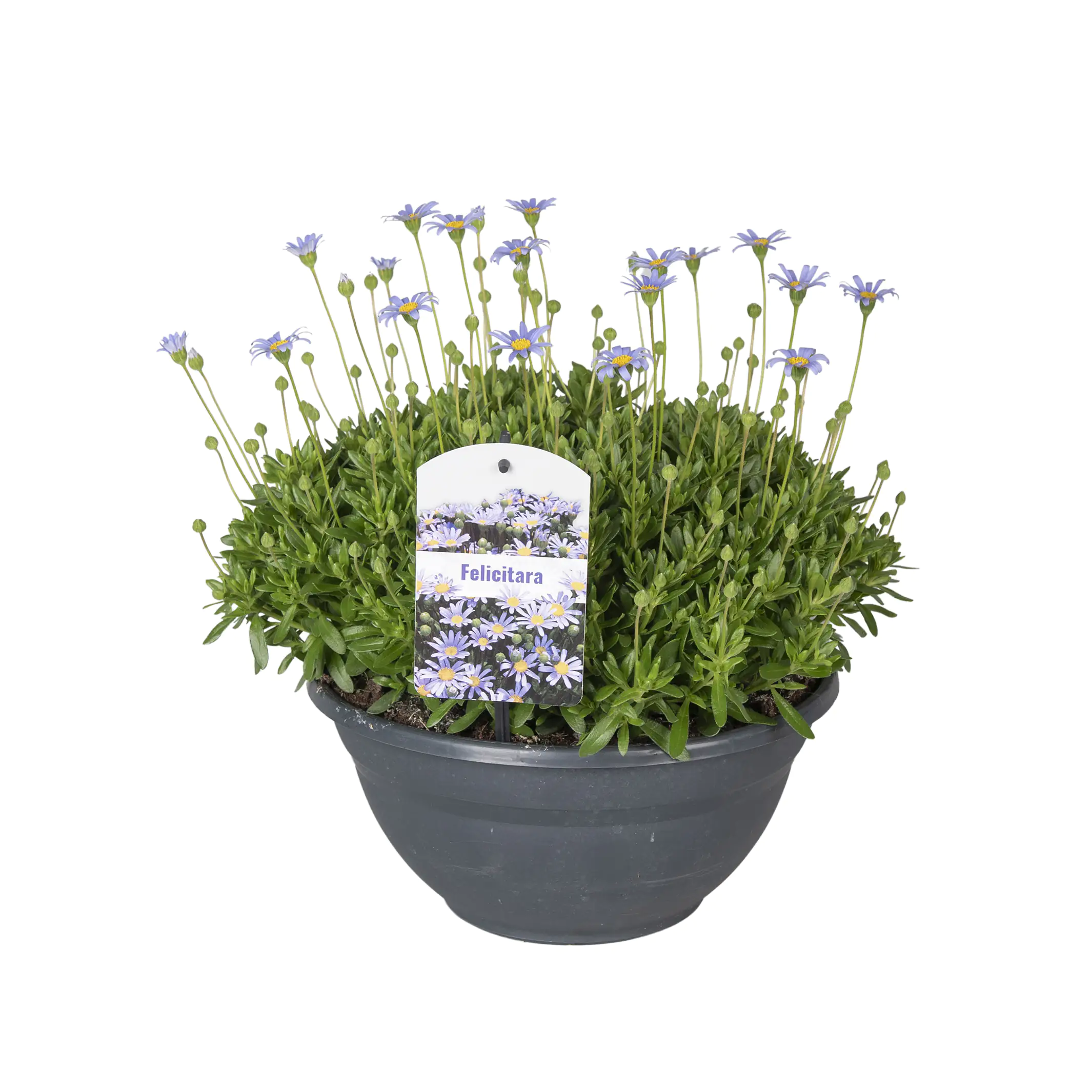 Beet -und Balkonpflanzen in Schale H 20 cm 27 cm Schale