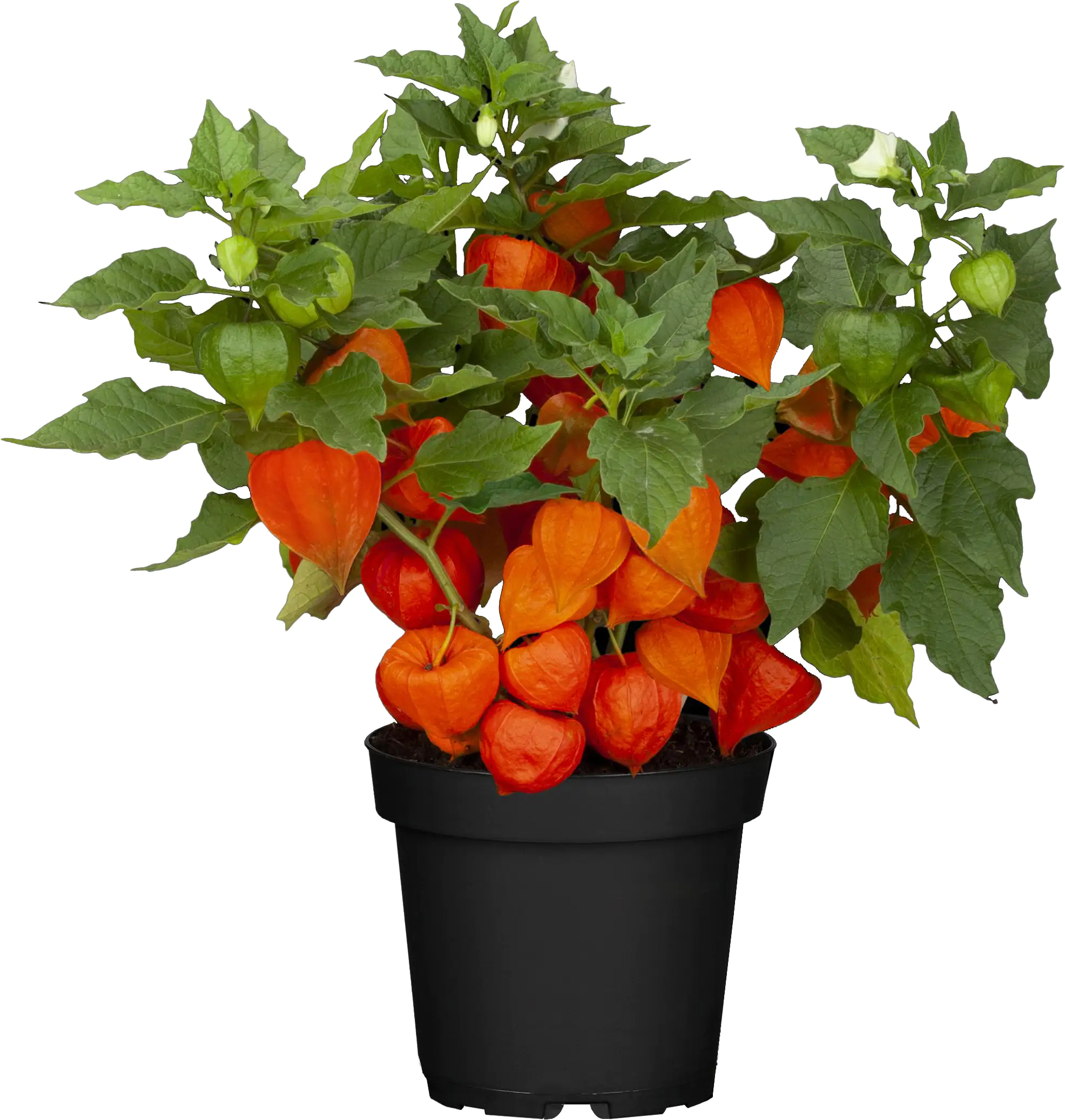 Lampionblume Physalis alkekengi var. Franchetii 13 cm Topf kaufen