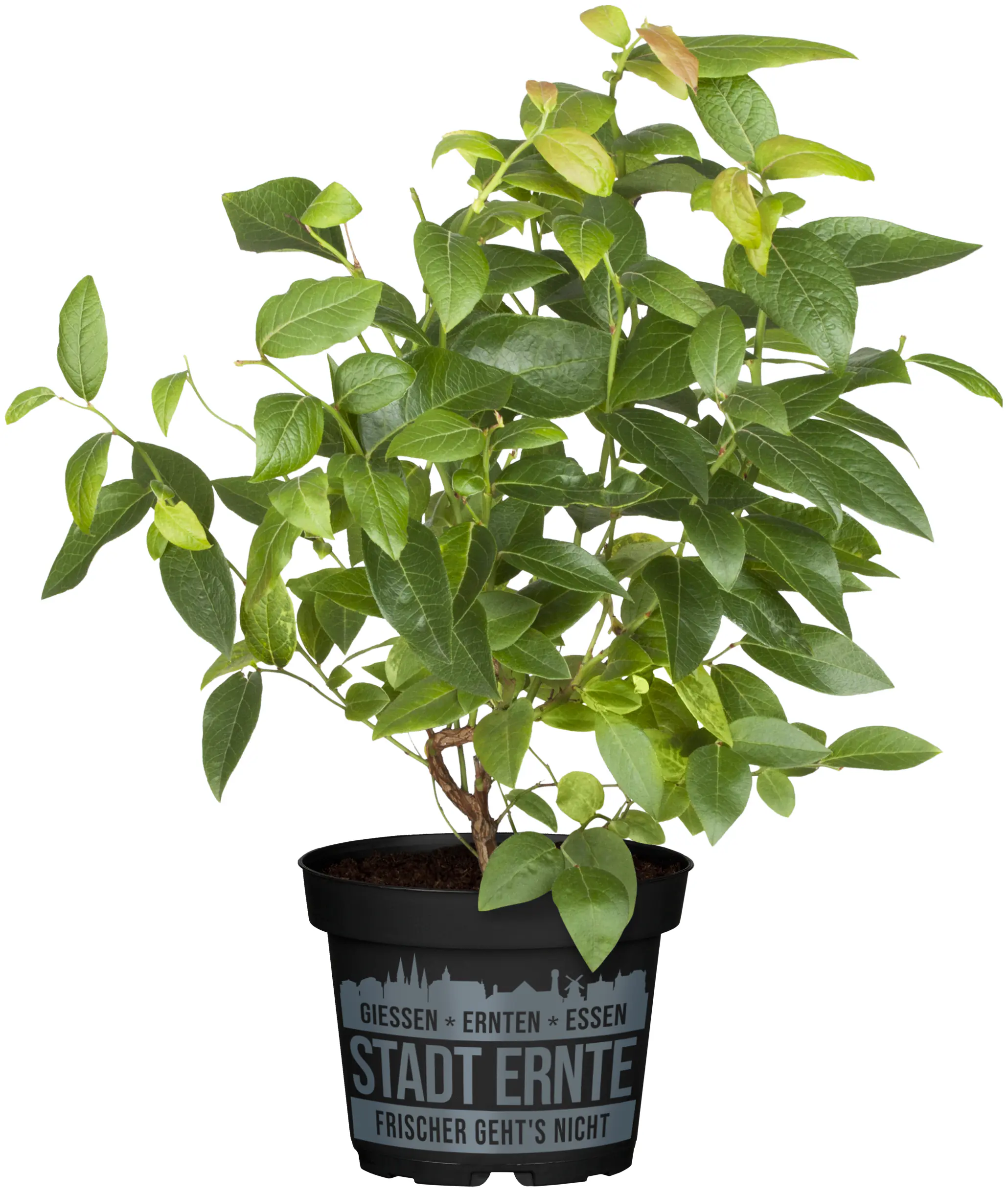 Stadt Ernte Bio Heidelbeere Vaccinium Bluecrop 2 L Container
