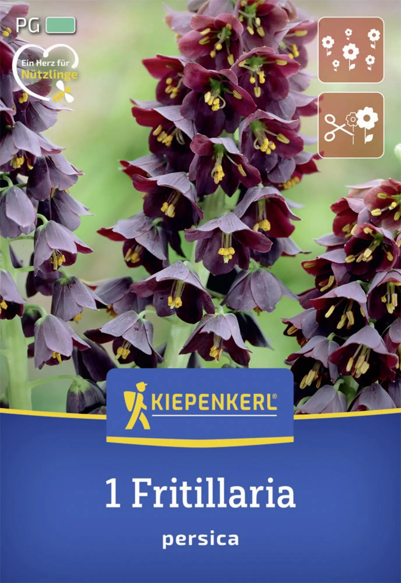 Kiepenkerl Herbstblumenzwiebel Persische Kaiserkrone 1 Stück