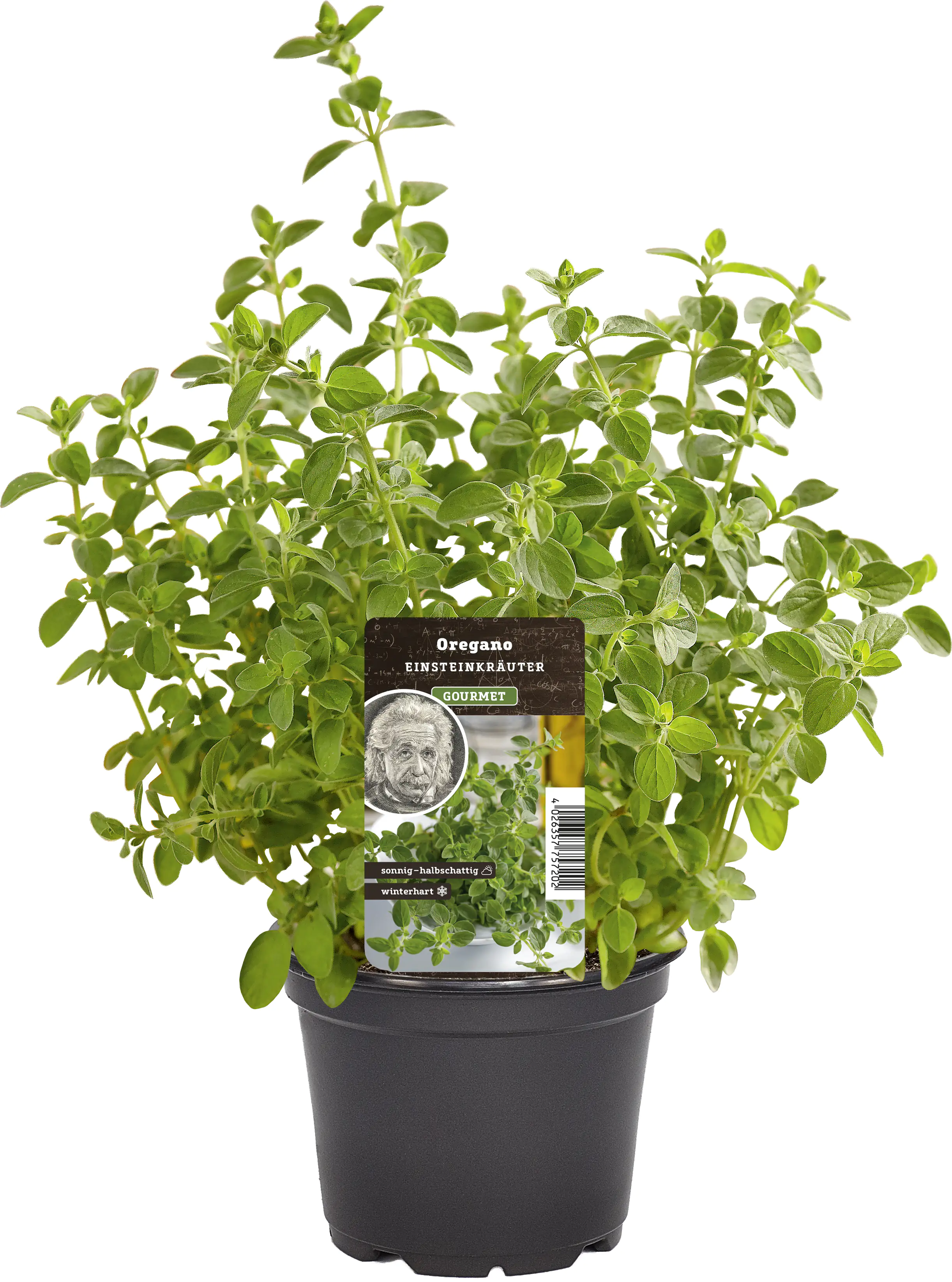 Einsteinkräuter - Oregano vulgare 12 cm Topf Einsteinkräuter - Oregano vulgare 12 cm Topf