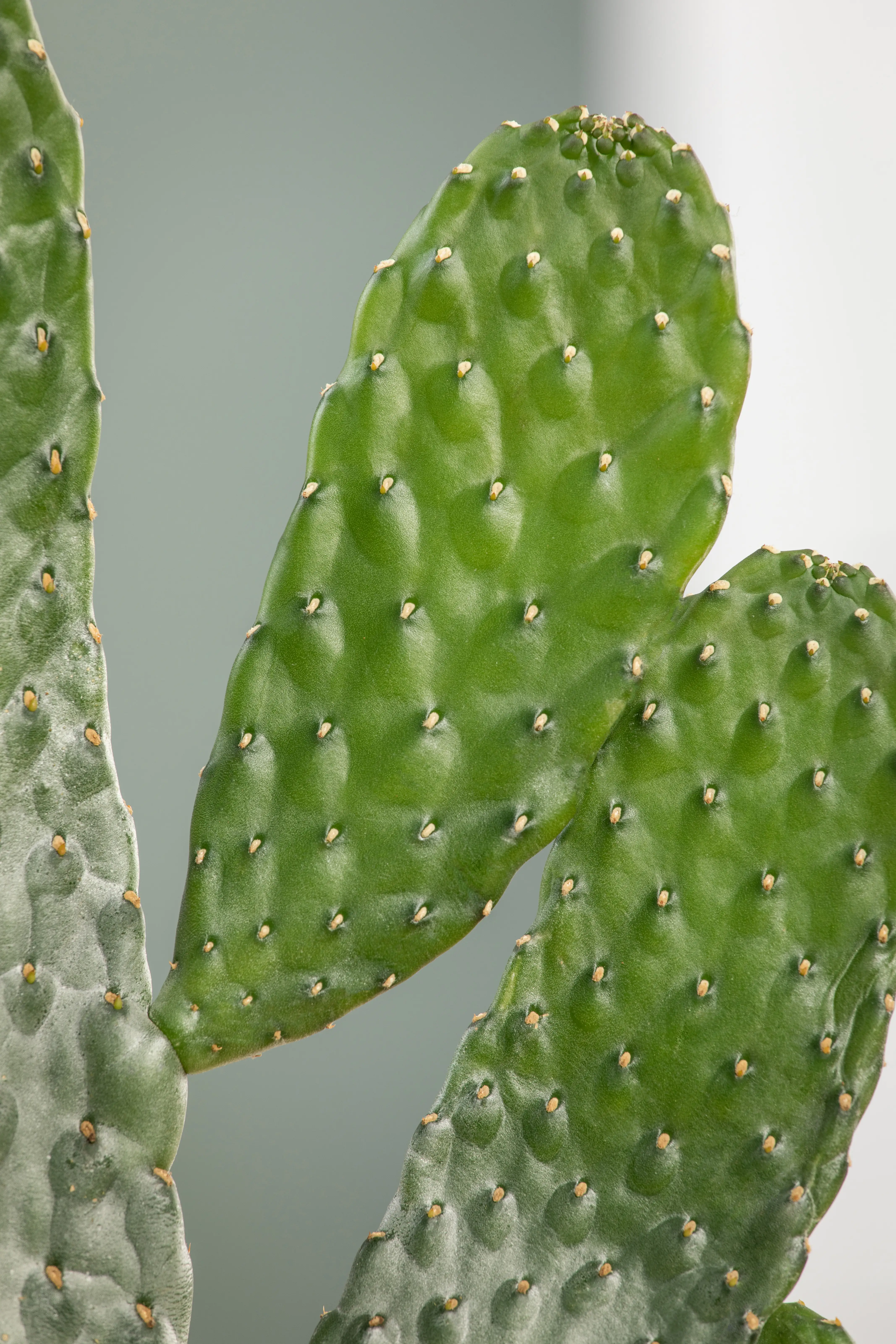 Opuntie Kaktus Rubescens Consolea in Korb 14 cm Topf ca. 35 cm hoch