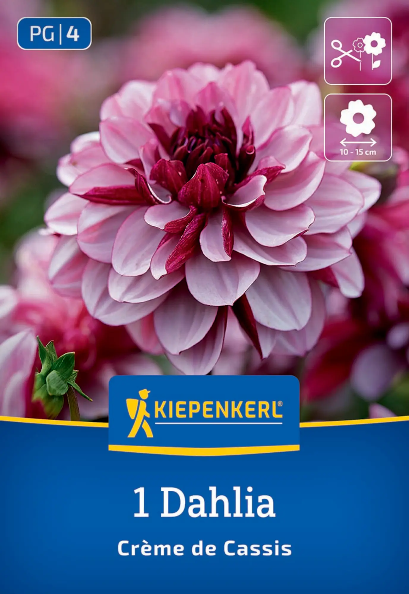 Kiepenkerl Frühjahrsblumenzwiebel Seerosen-Dahlie Crème de Cassis 1 Stück
