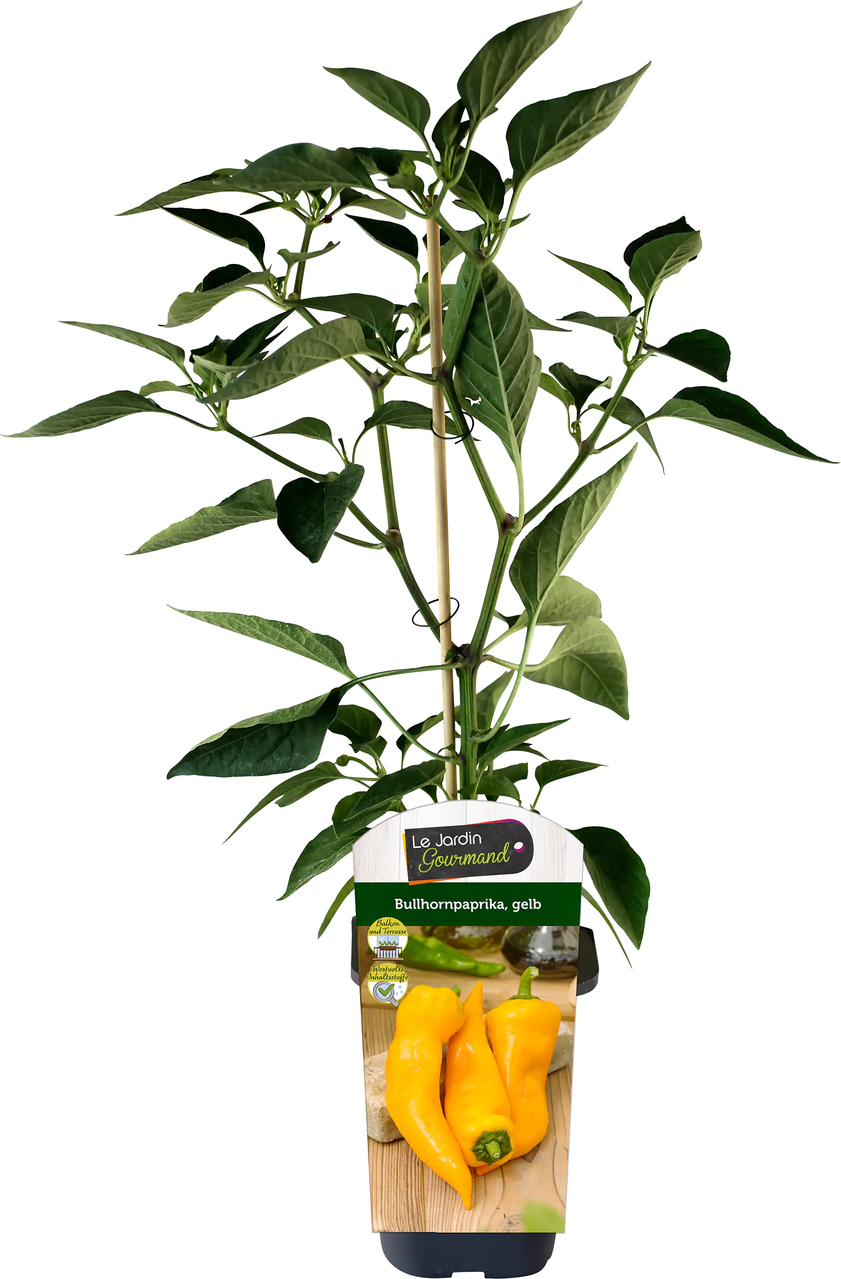 Bullhornpaprika gelb