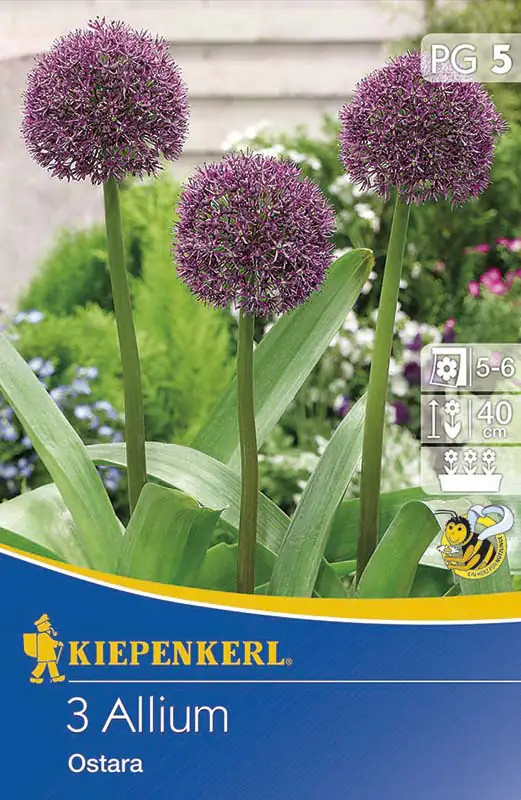 Kiepenkerl Blumenzwiebel Allium Ostara Allium, Inhalt: 3 Stück