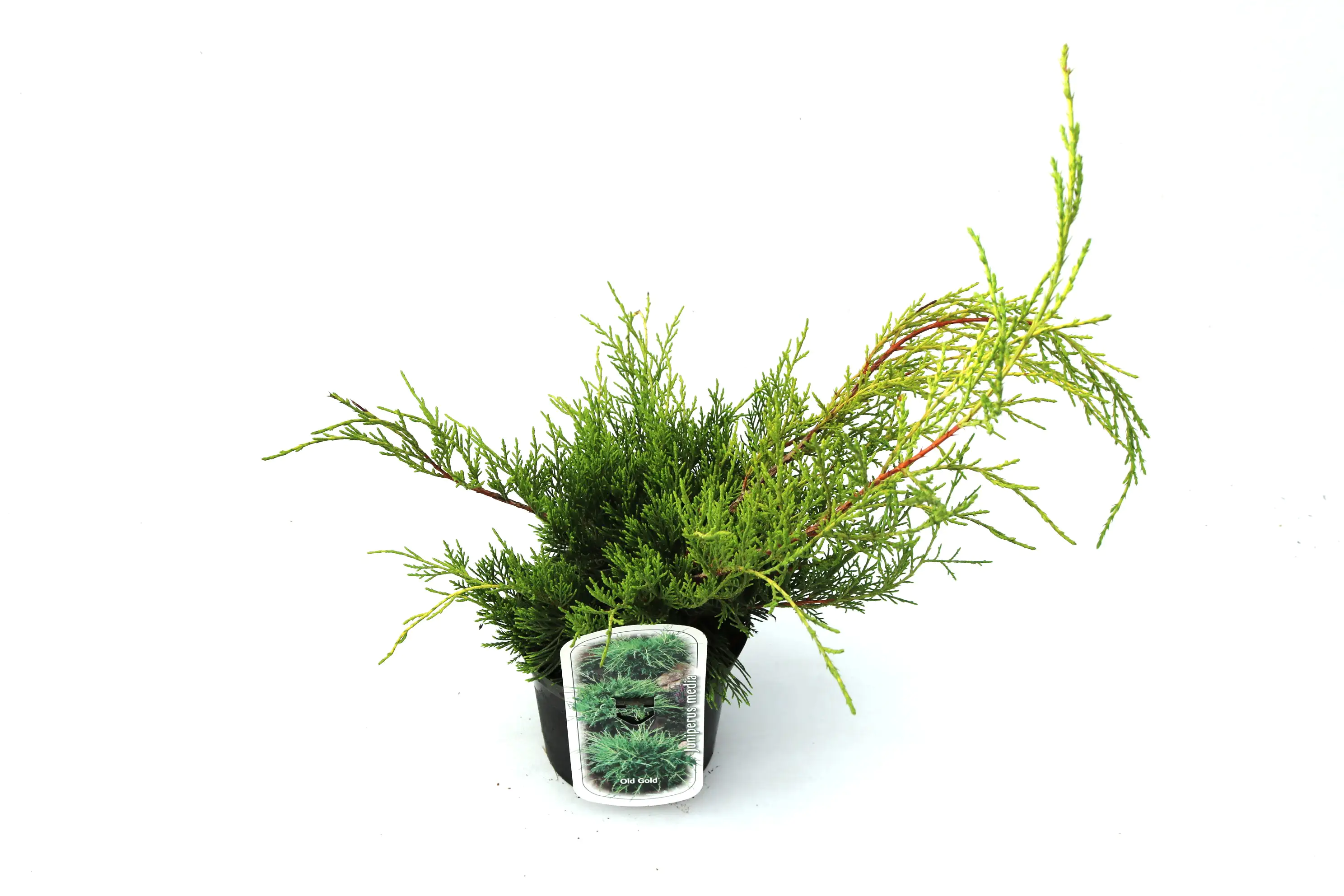 Kriechwacholder Media Old Gold 20-30 cm 2 L Container