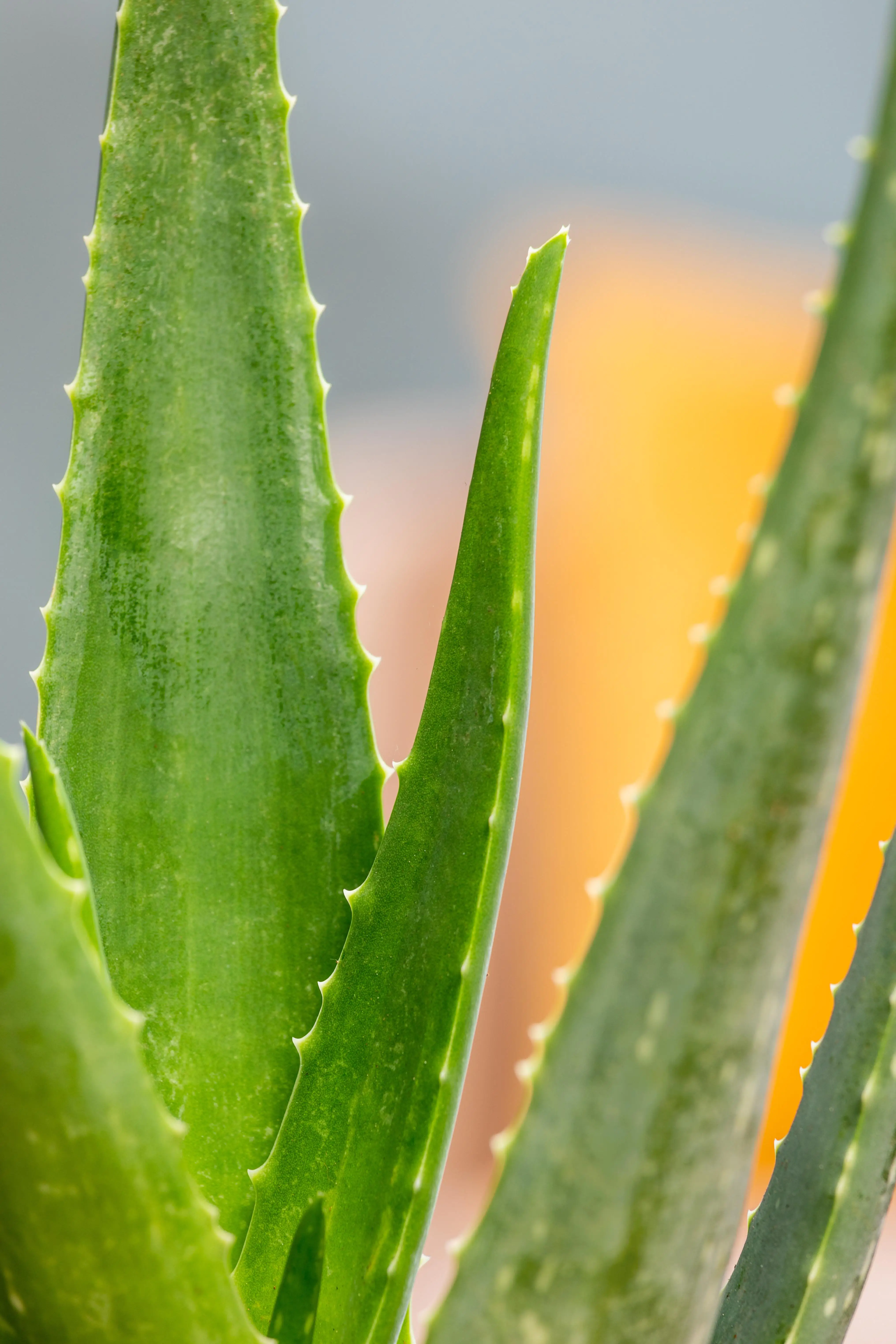 Aloe Vera H ca. 35 cm 12 cm Topf