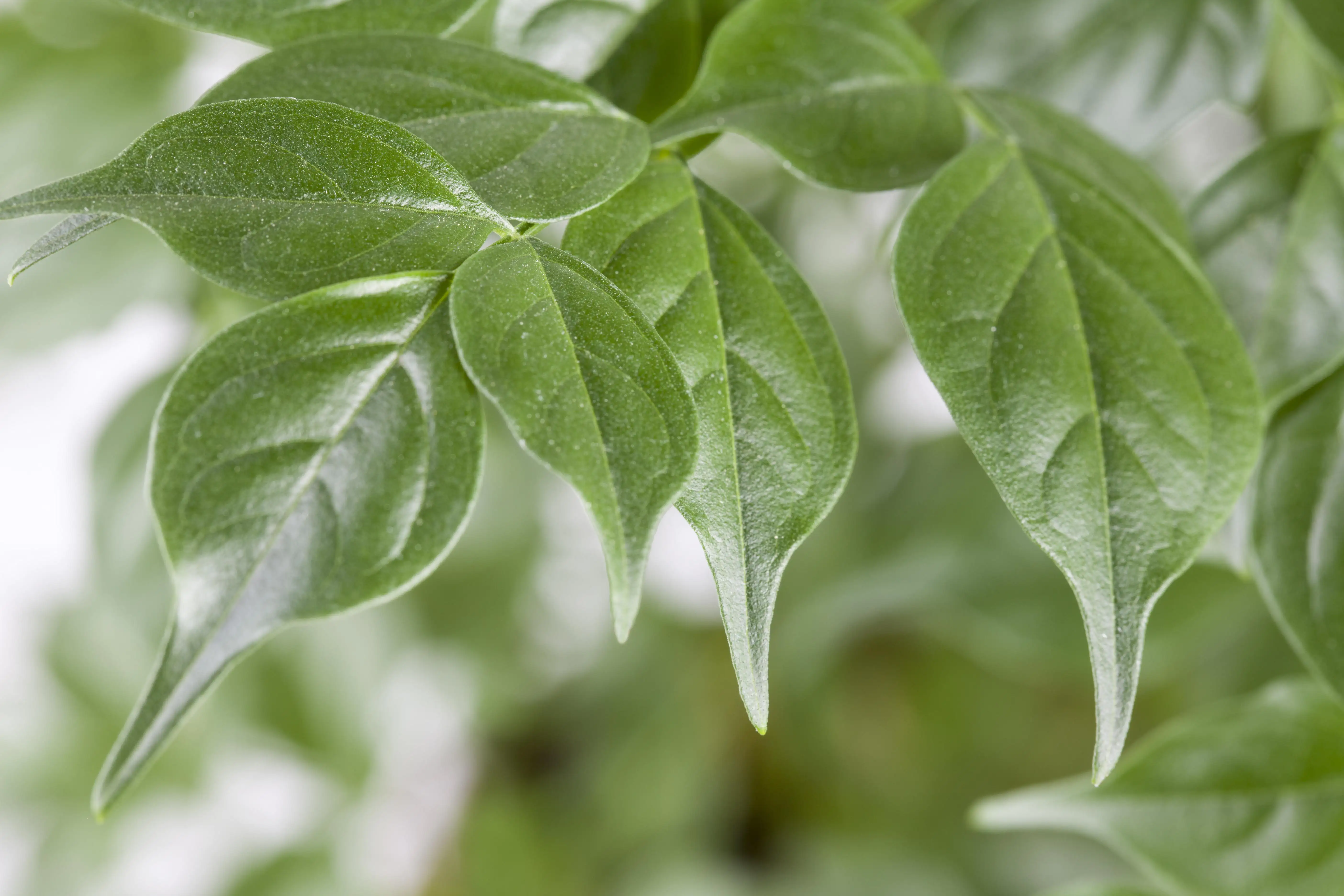 Zimmeresche Radermachera Mangrove H ca. 50 cm 19 cm Topf