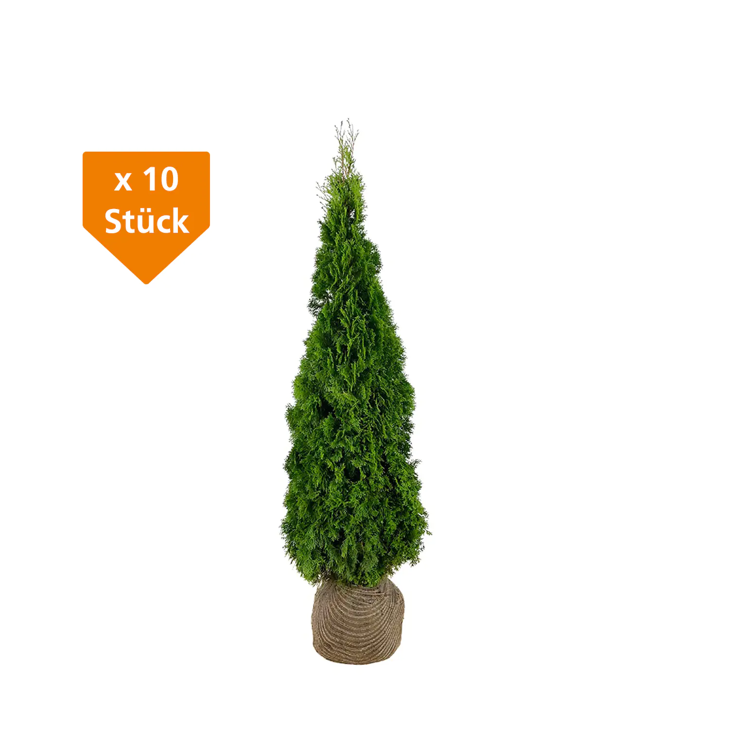 Lebensbaum Thuja occ. Smaragd H 180 - 200 cm, 10 Stück