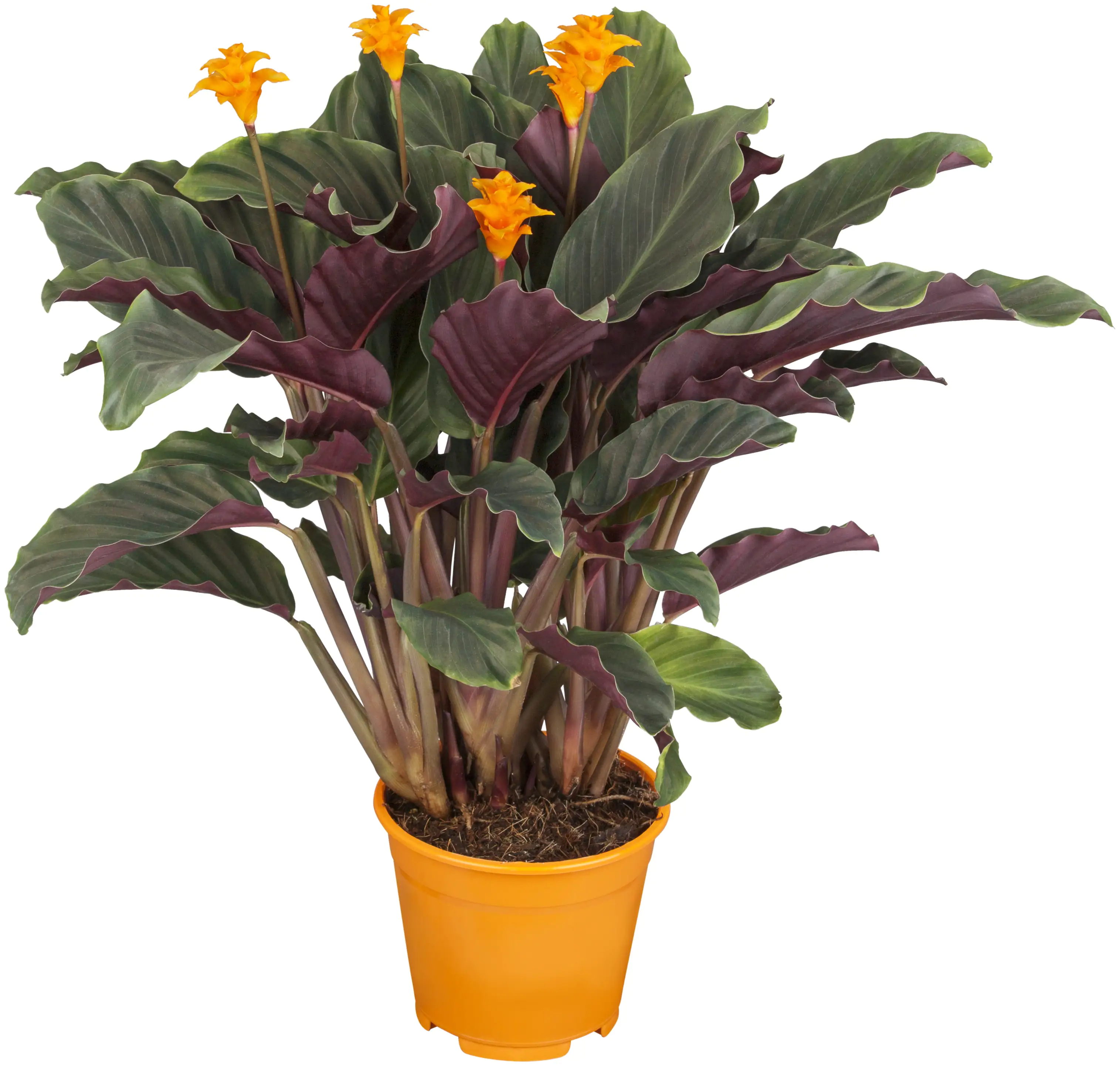 Pfeilblatt Calathea Crocata H ca. 40 cm 14 cm Topf Pfeilblatt Calathea Crocata H ca. 40 cm 14 cm Topf
