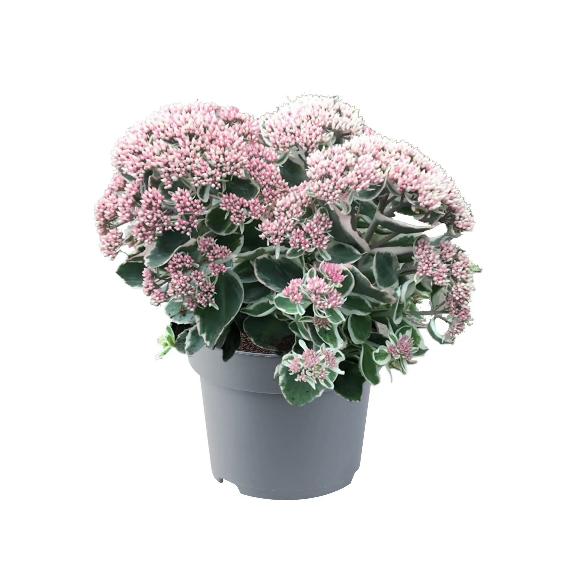 Fetthenne Sedum telephinum "La vie en rose" 17 cm Topf