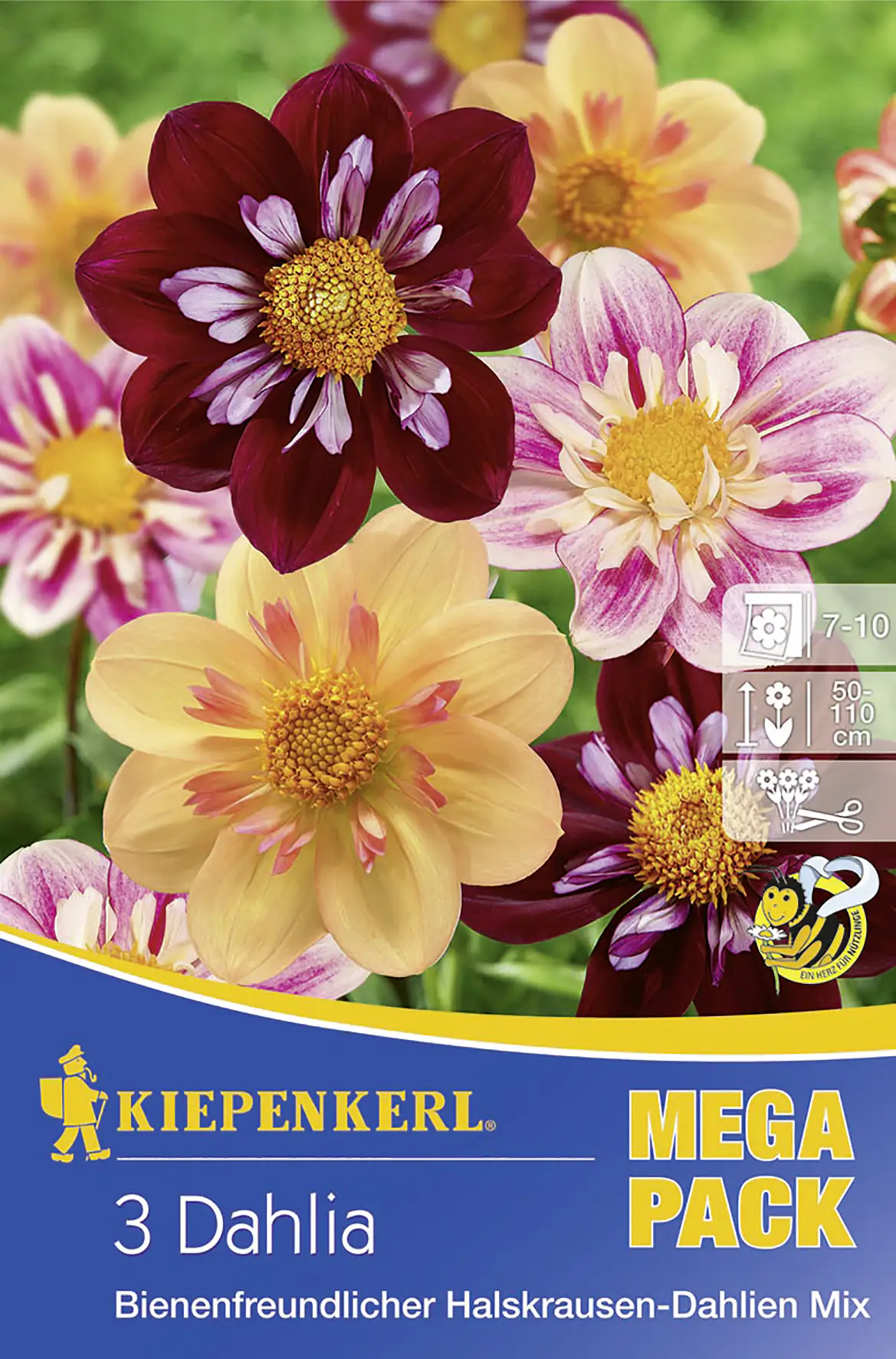 Kiepenkerl Bienenfreundlicher Halskrausen-Dahlien Mix Inhalt: 3 Stück