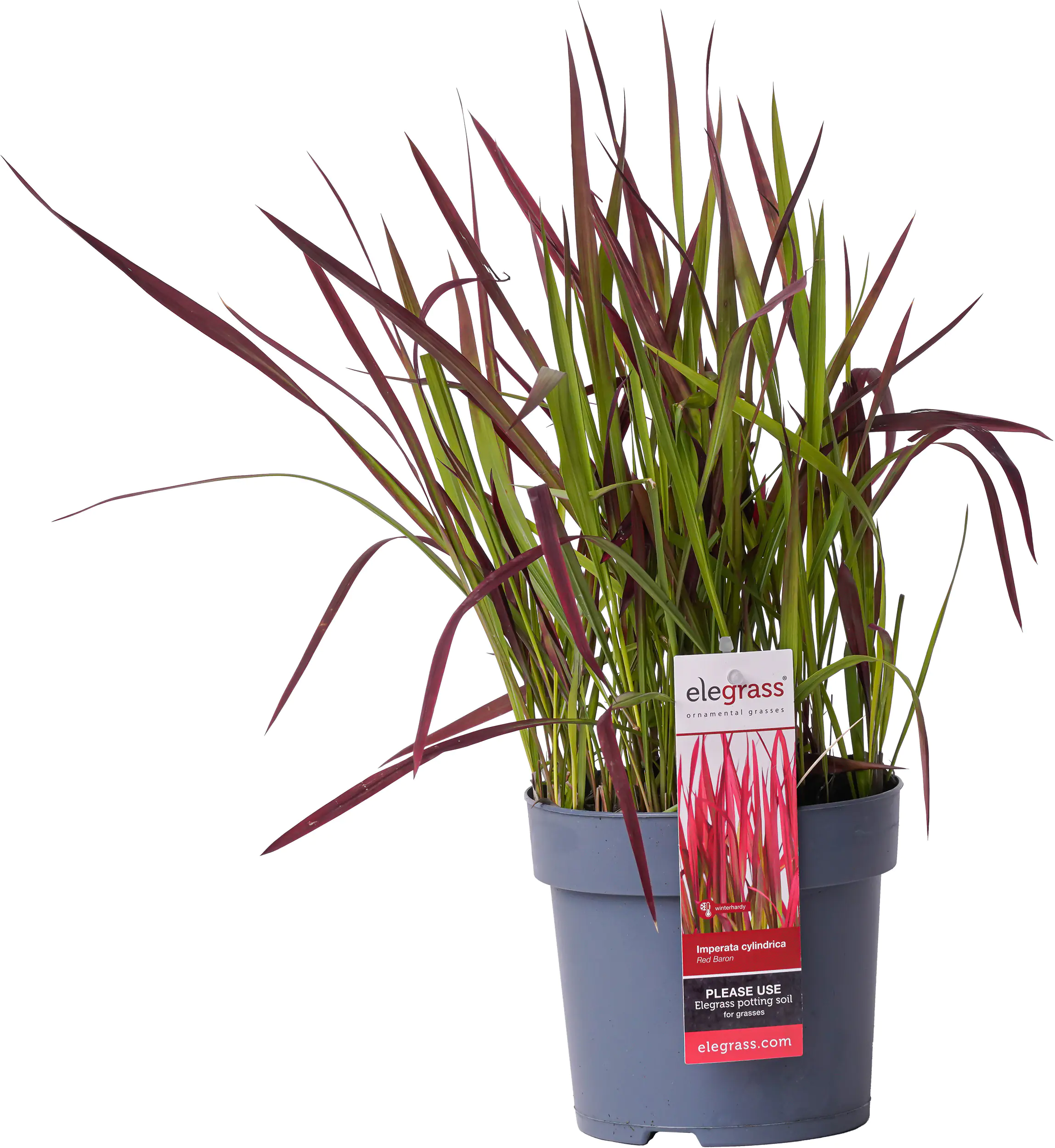 Japanisches Blutgras Imperata cyl. Red Baron 19 cm Topf