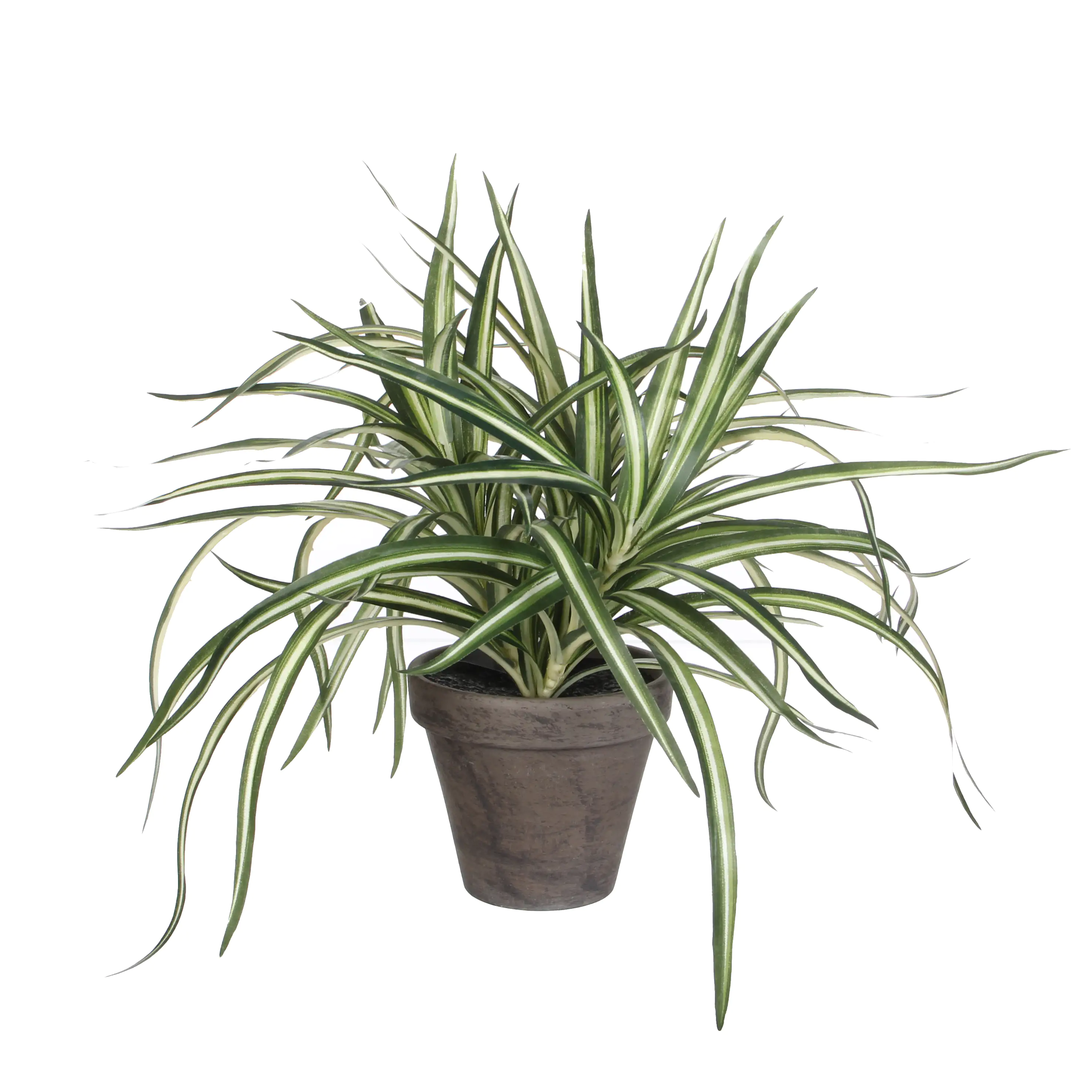 8717669516231 Mica Dracaena weiß im grauen Topf 34 x 40 cm
