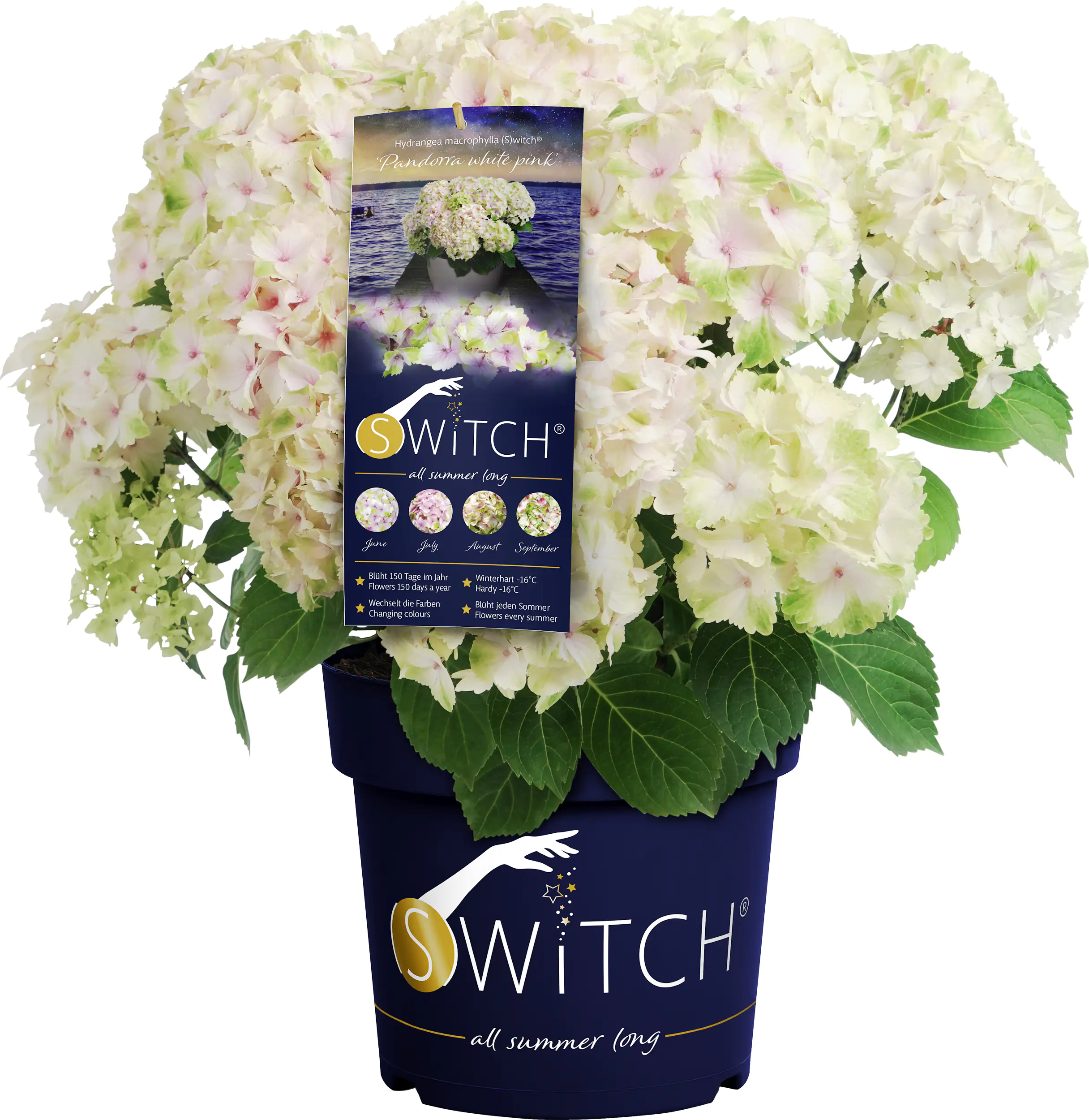 Bauernhortensie Switch Hydrangea mac. H 30-40 cm 3L Container Bauernhortensie Switch Hydrangea mac. H 30-40 cm 3L Container