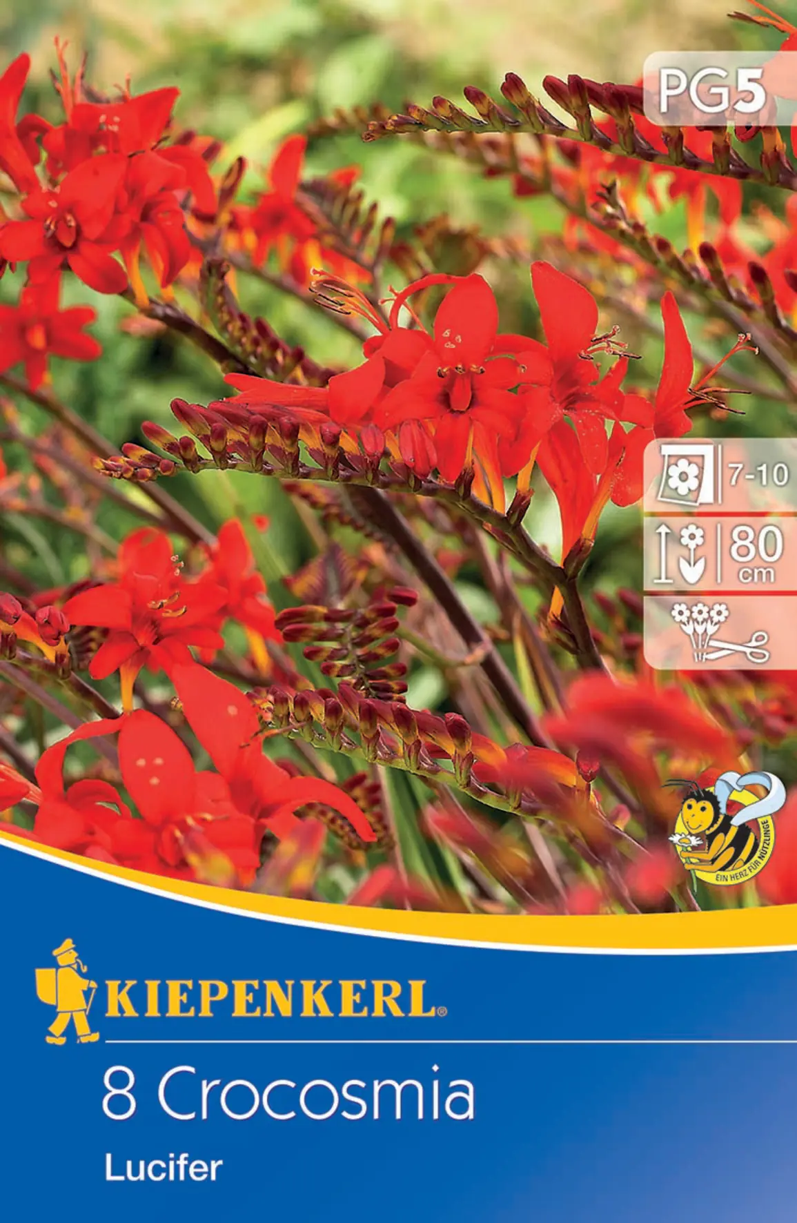 Kiepenkerl Montbretie Lucifer Kiepenkerl Montbretie Lucifer