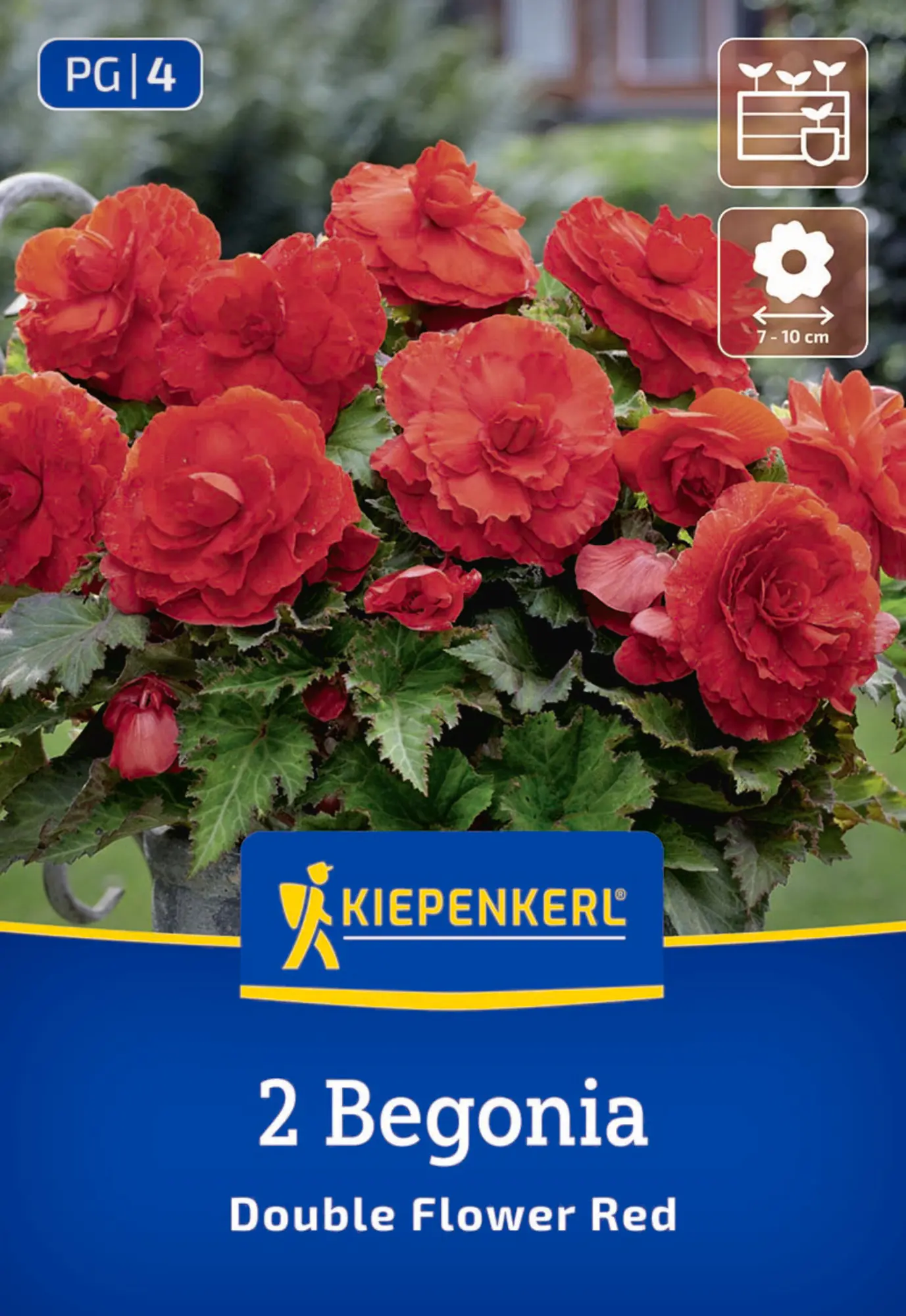Kiepenkerl Frühjahrsblumenzwiebel Knollenbegonie Rot 2 Stück