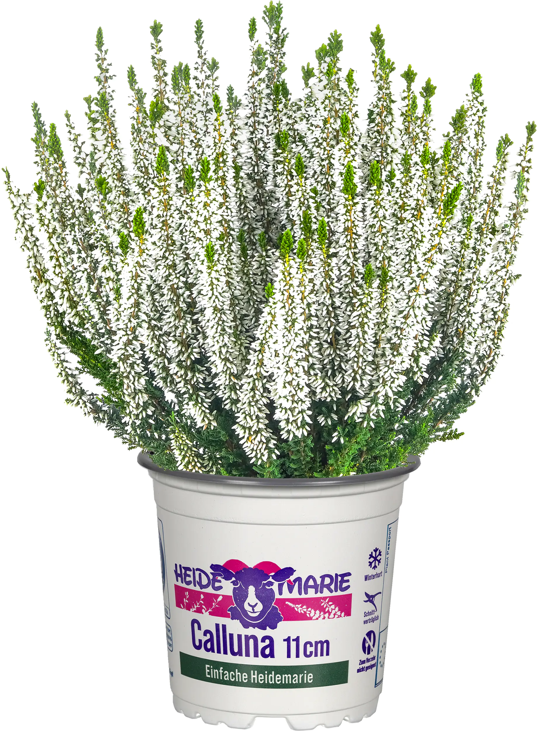 Heidemarie Calluna vulgaris die Einfache Heidemarie® H 12 - 15 cm P11 Container
