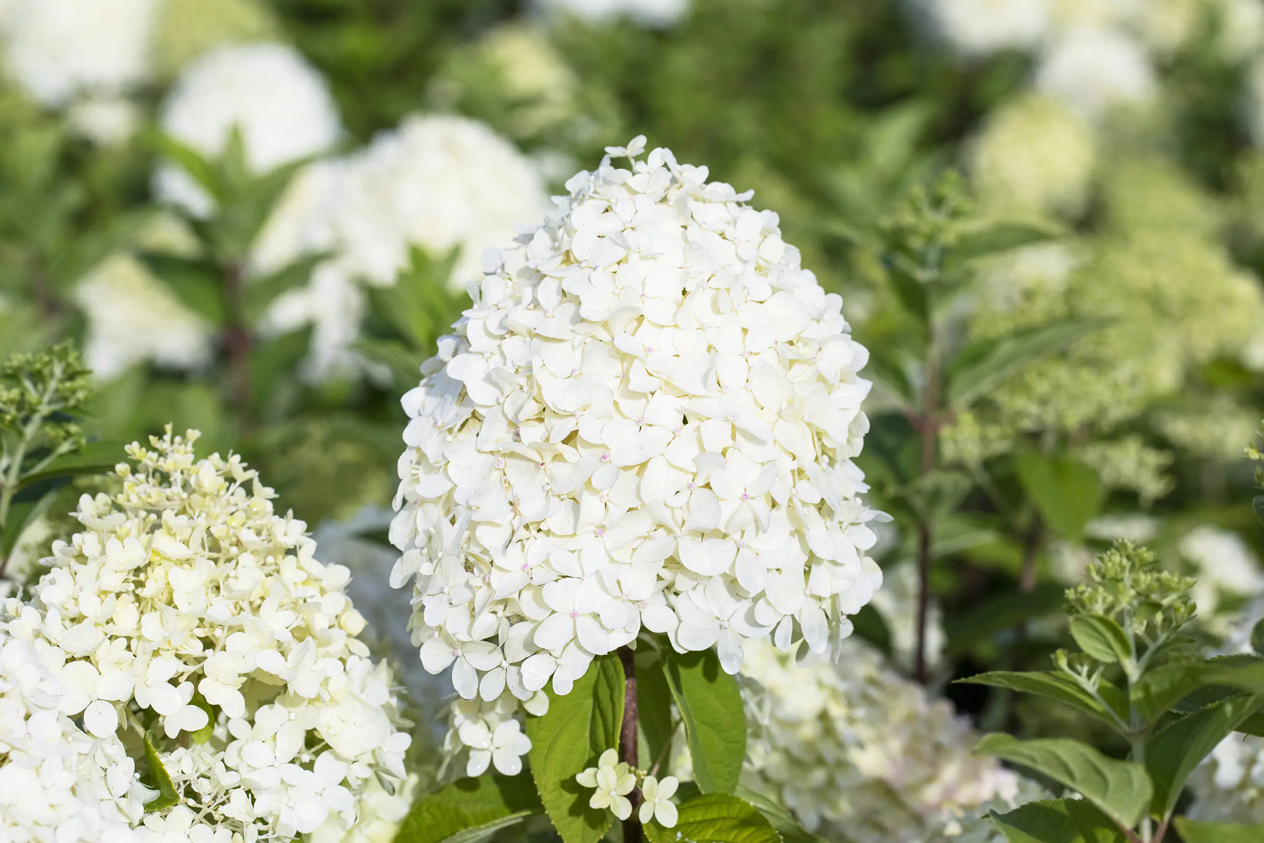 Rispenhortensien 5 l Container Rispenhortensien 5 l Container