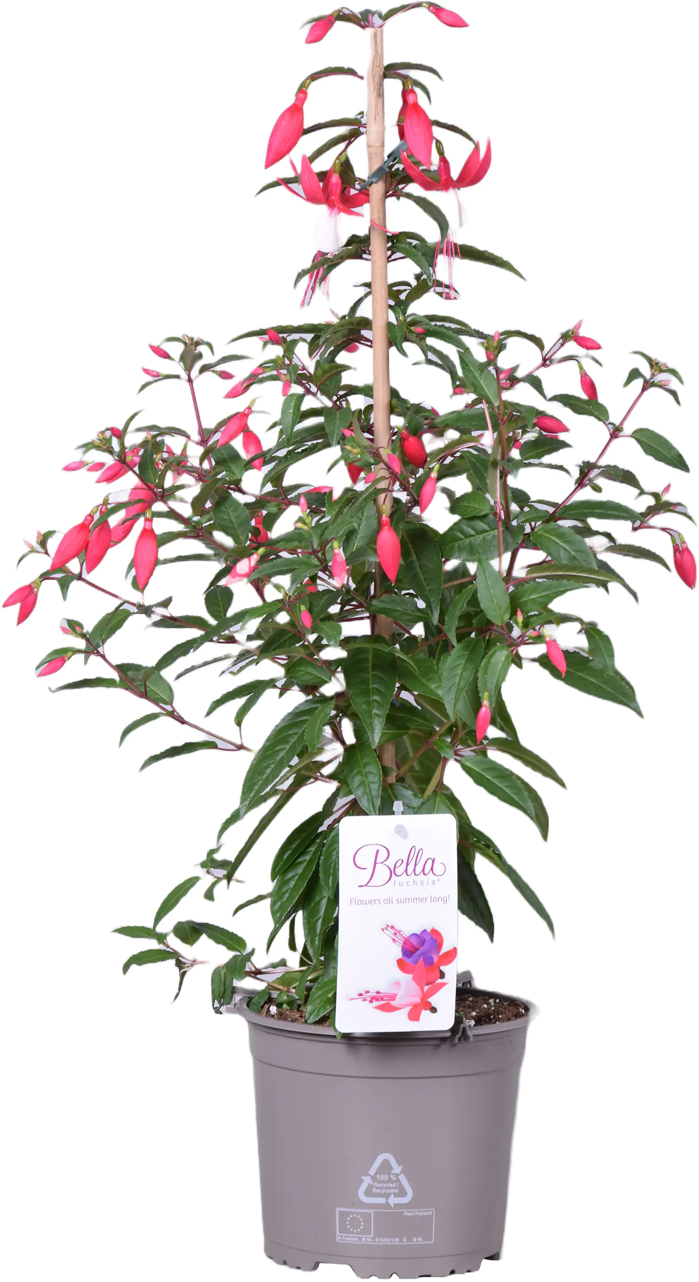 Fuchsien Pyramide H ca. 65 cm 17 cm Topf