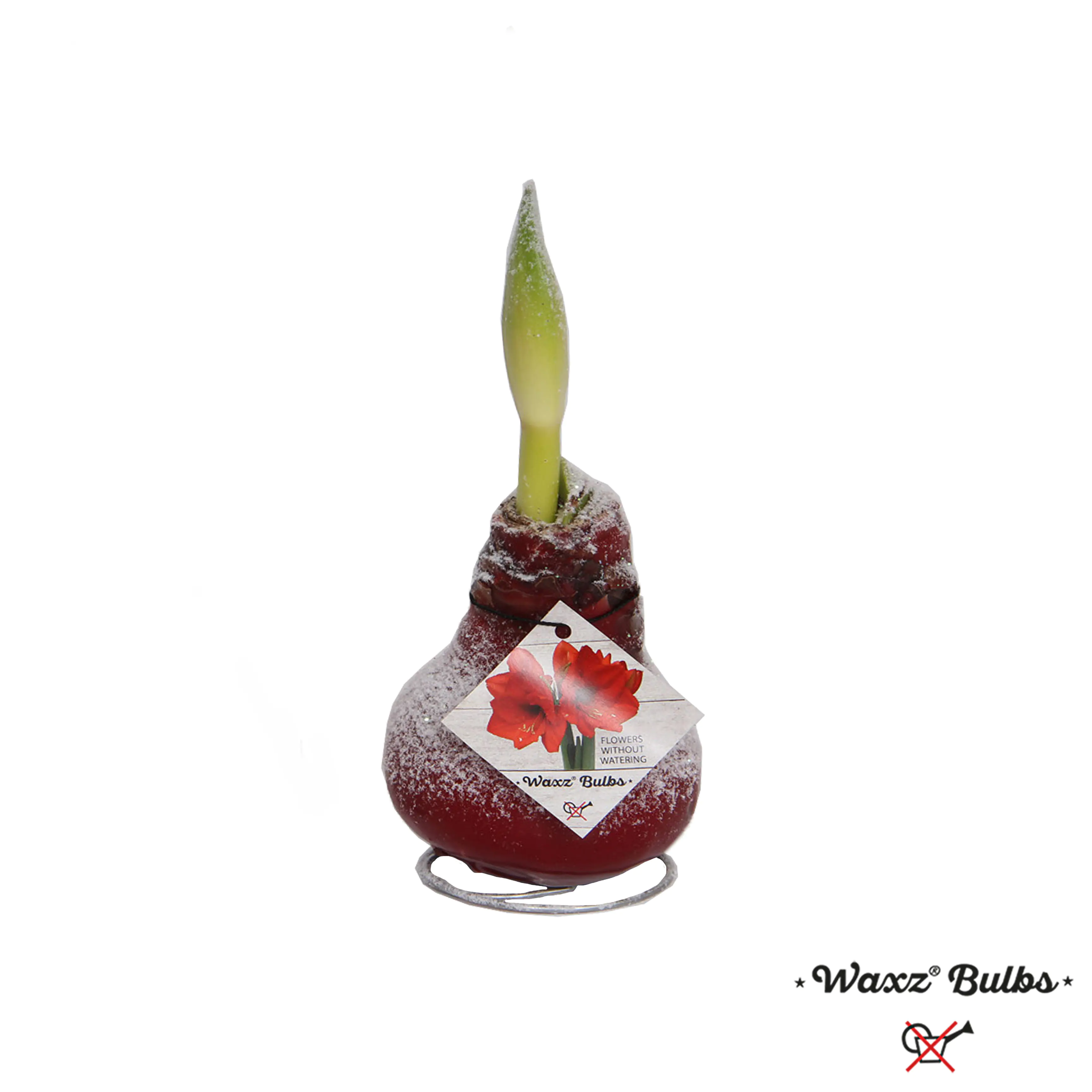 Amaryllis Hippeastrum rot in Wachs 