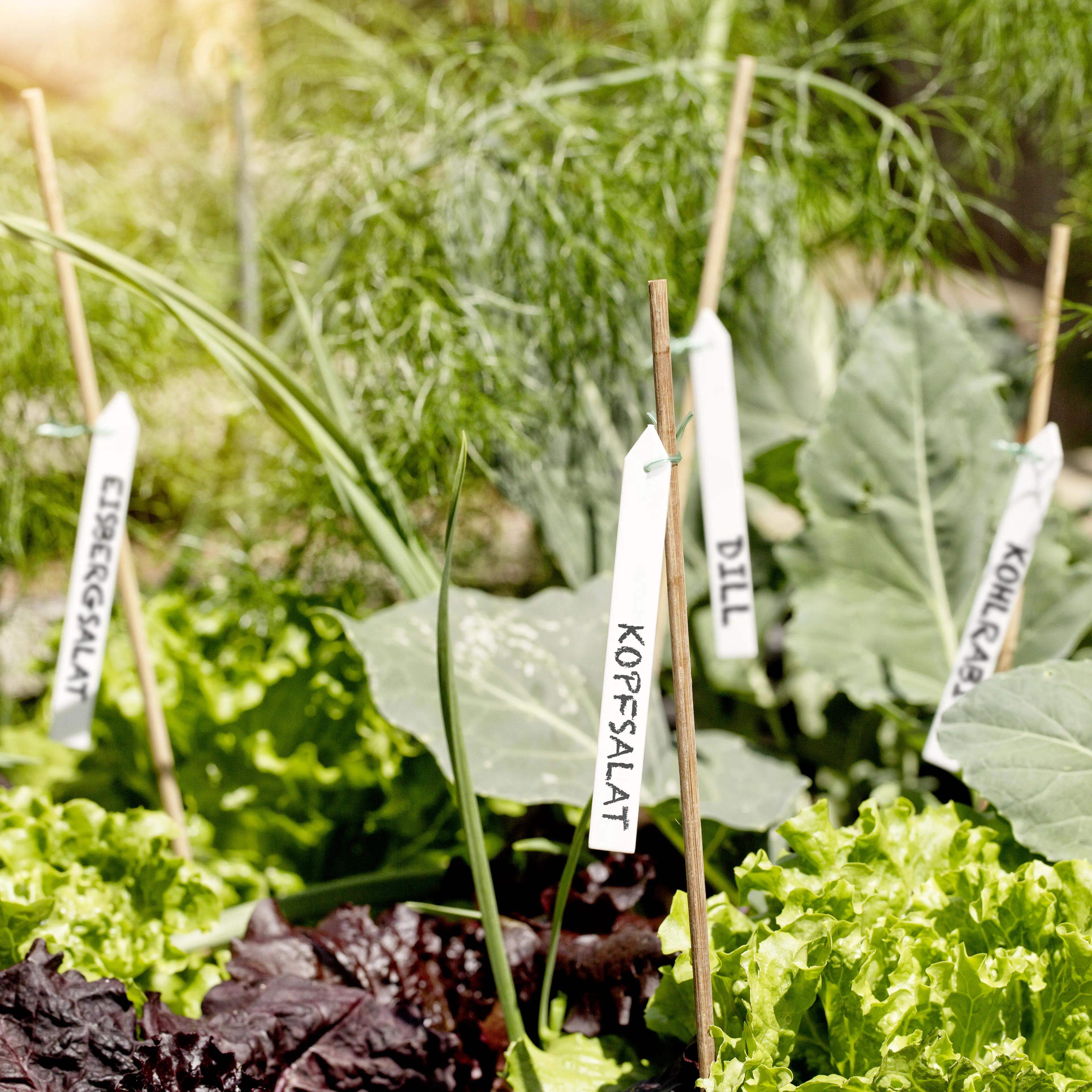 Windhager Bindeetiketten 25 Stück