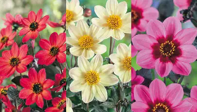Dahlia Bienenweide in Sorten H 40 cm 5 Liter Container