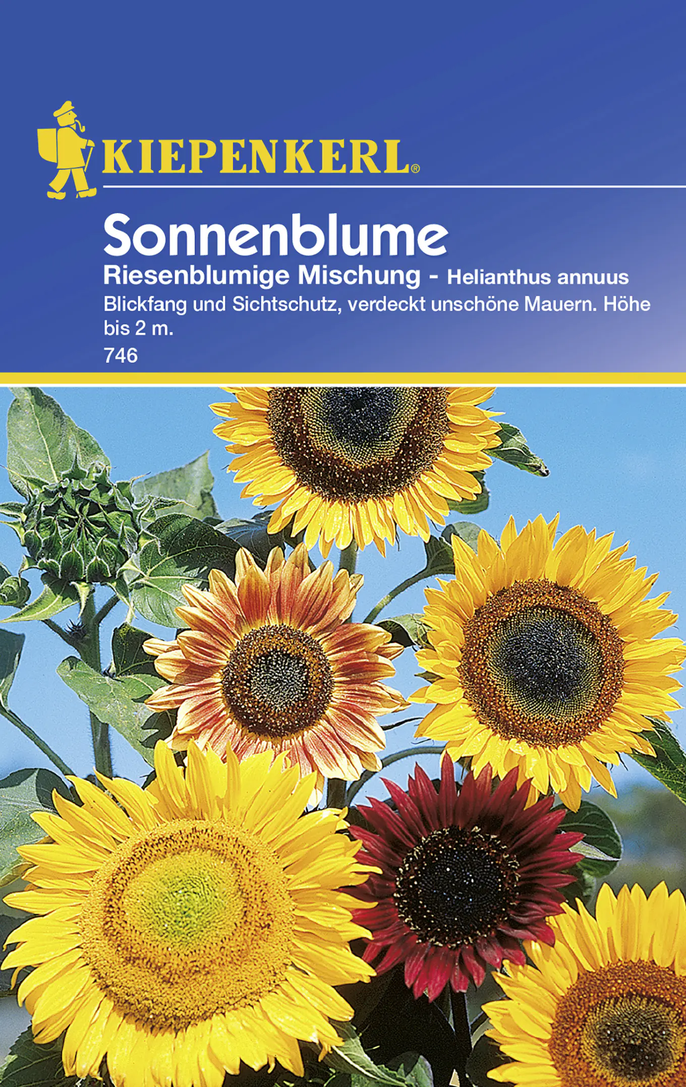 Kiepenkerl Sonnenblume Riesenblumige Mischung Helianthus annuus, Inhalt: ca. 30 Pflanzen