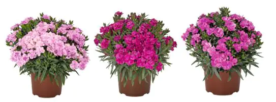 Nelken Dianthus Super Trouper 13 cm Topf
