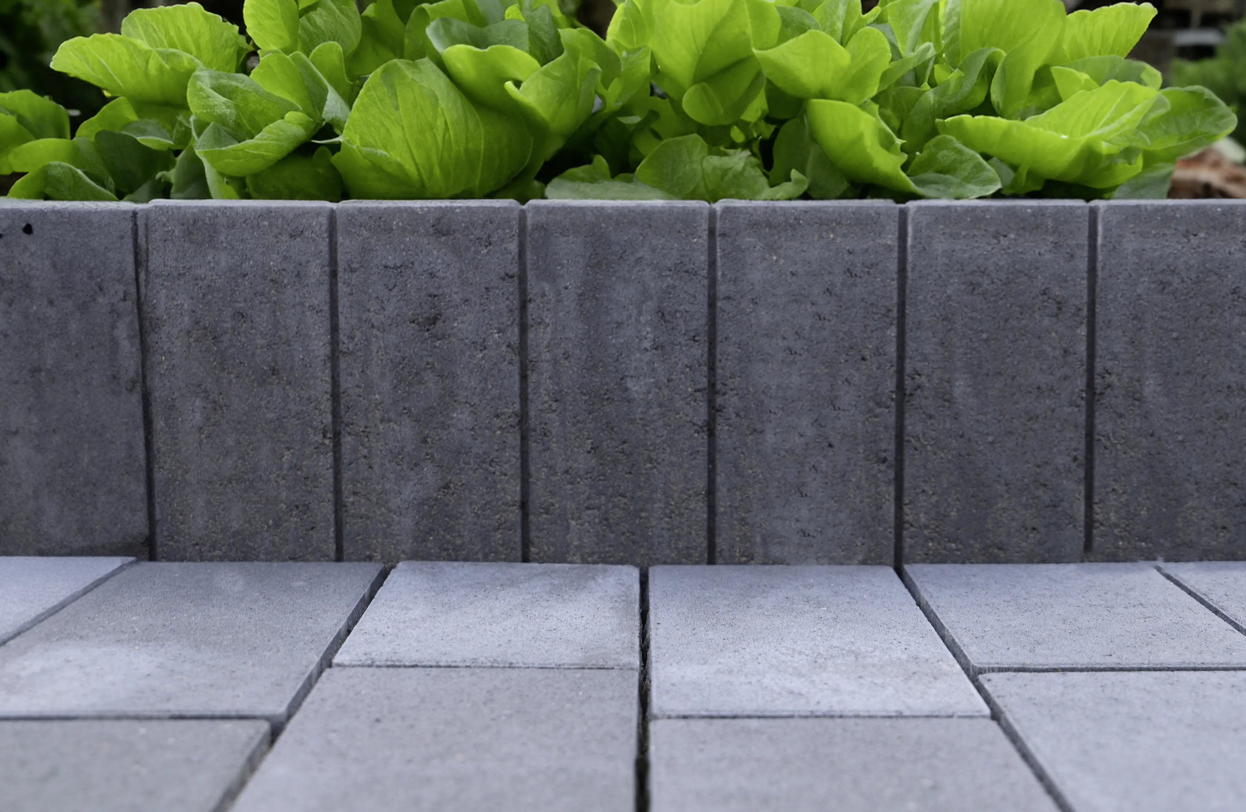 EHL Palisade Palibord Lima Rechteck 50 x 25 x 6 cm anthrazit