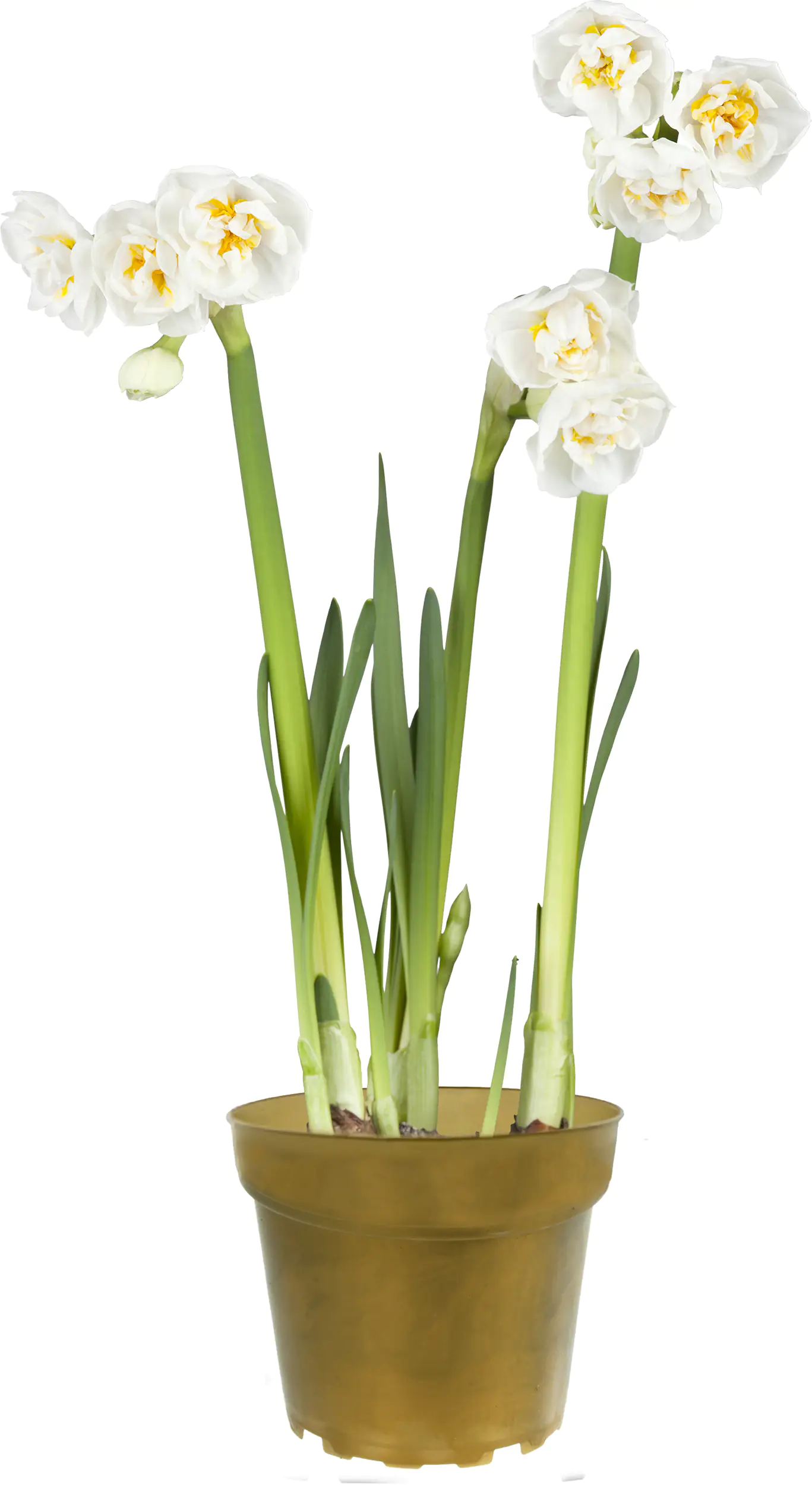 Narcissus Hybrid Narzissen Mix 12 cm Topf