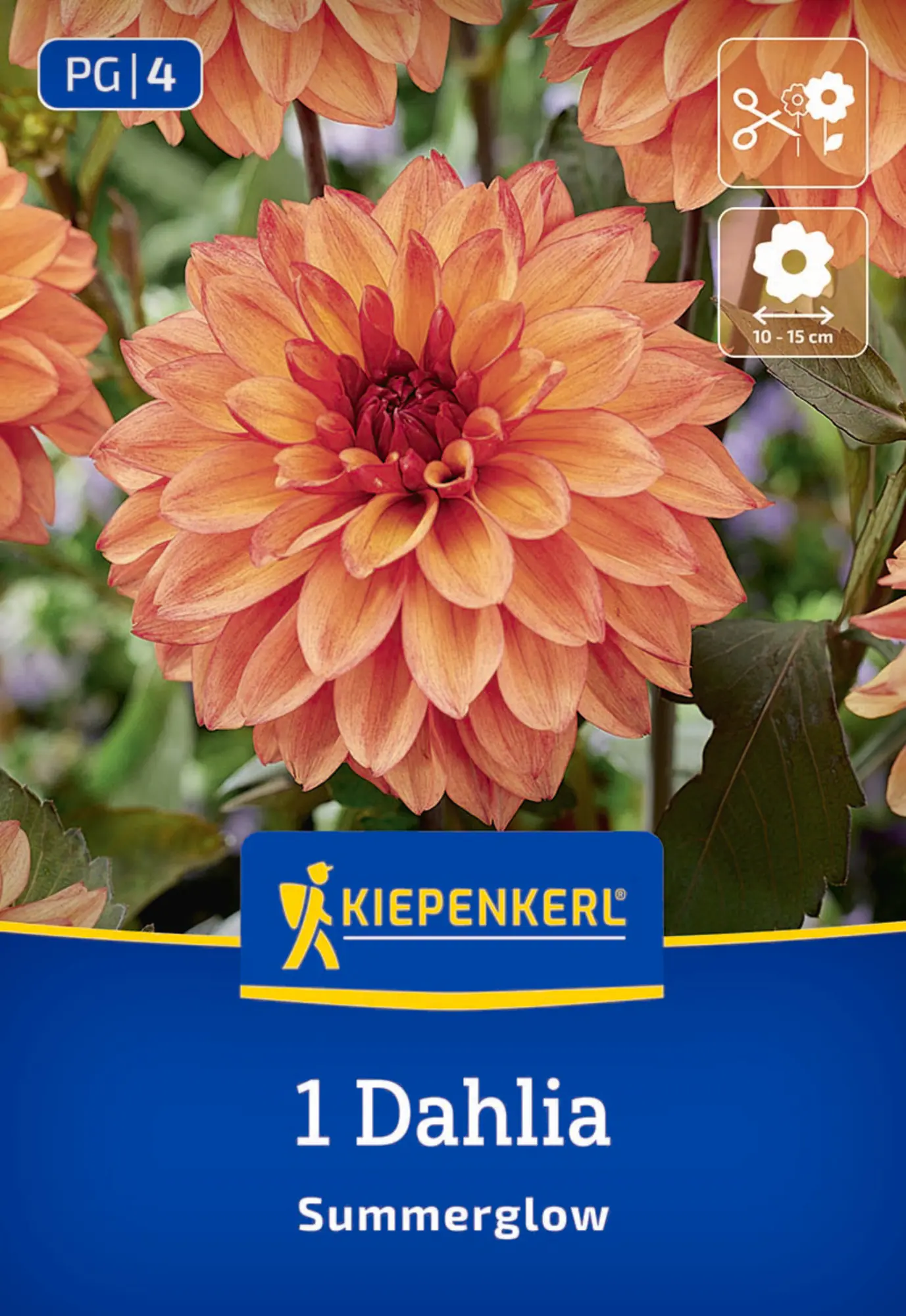 Kiepenkerl Frühjahrsblumenzwiebel Dekorative Dahlie Summerglow 1 Stück