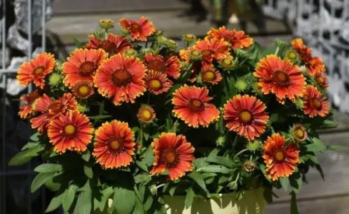 Kokardenblume Gaillardia 13 cm Topf
