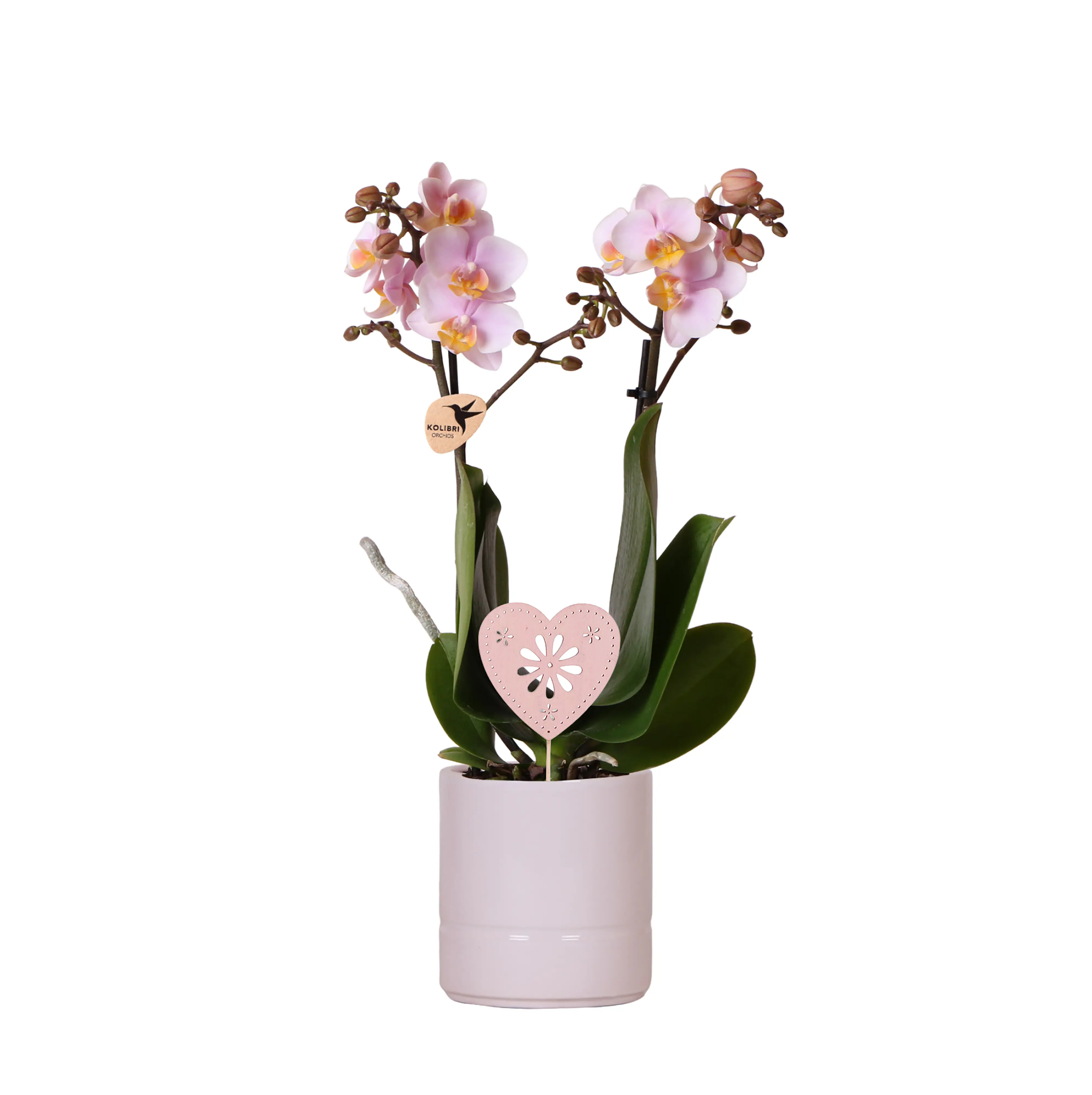 Schmetterlingsorchidee Phalaenopsis im  9 cm Keramiktopf mit Deko zum Valentinstag