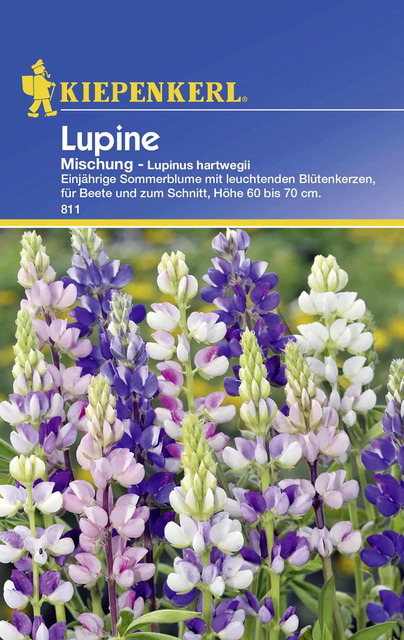 Kiepenkerl Lupine Mischung Lupinus hartwegii, Inhalt: ca. 40 Pflanzen