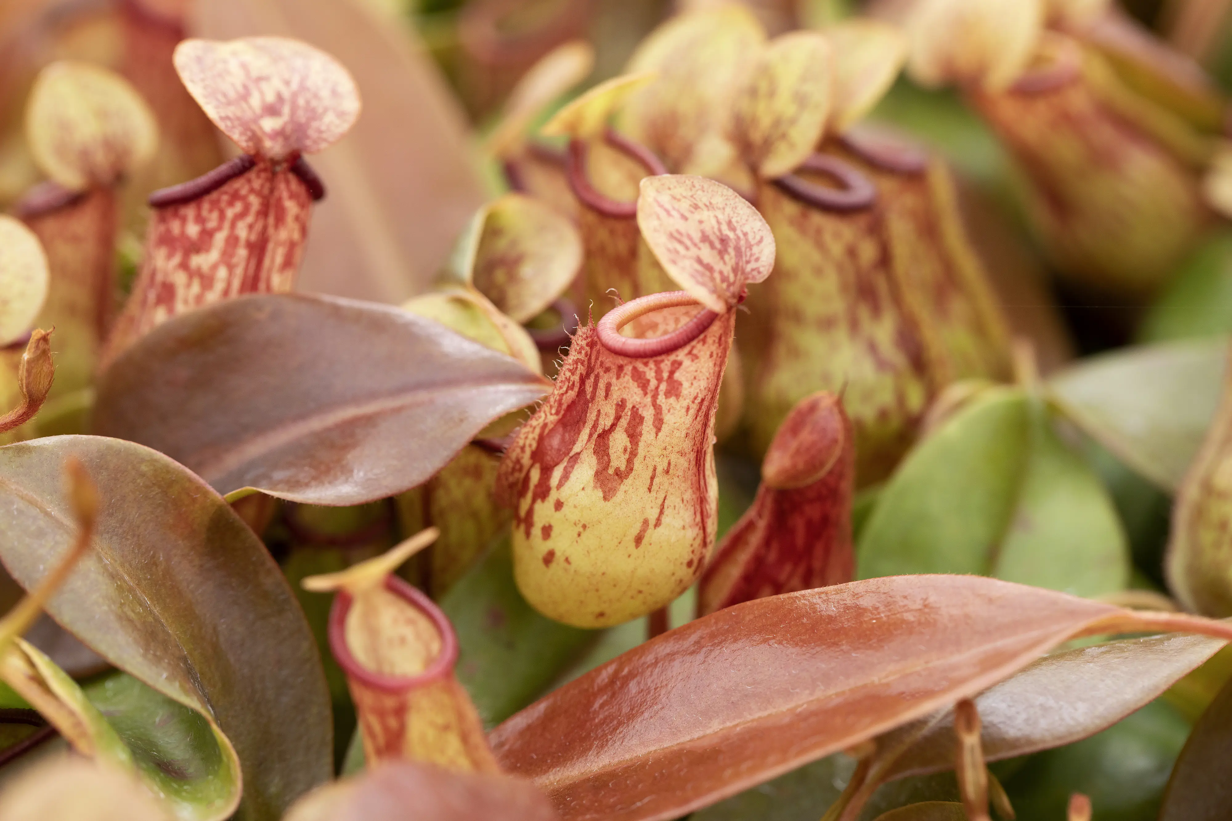 Fleischfressende Pflanzen Kannenpflanze Nepenthes 3 Stück 6 cm Topf