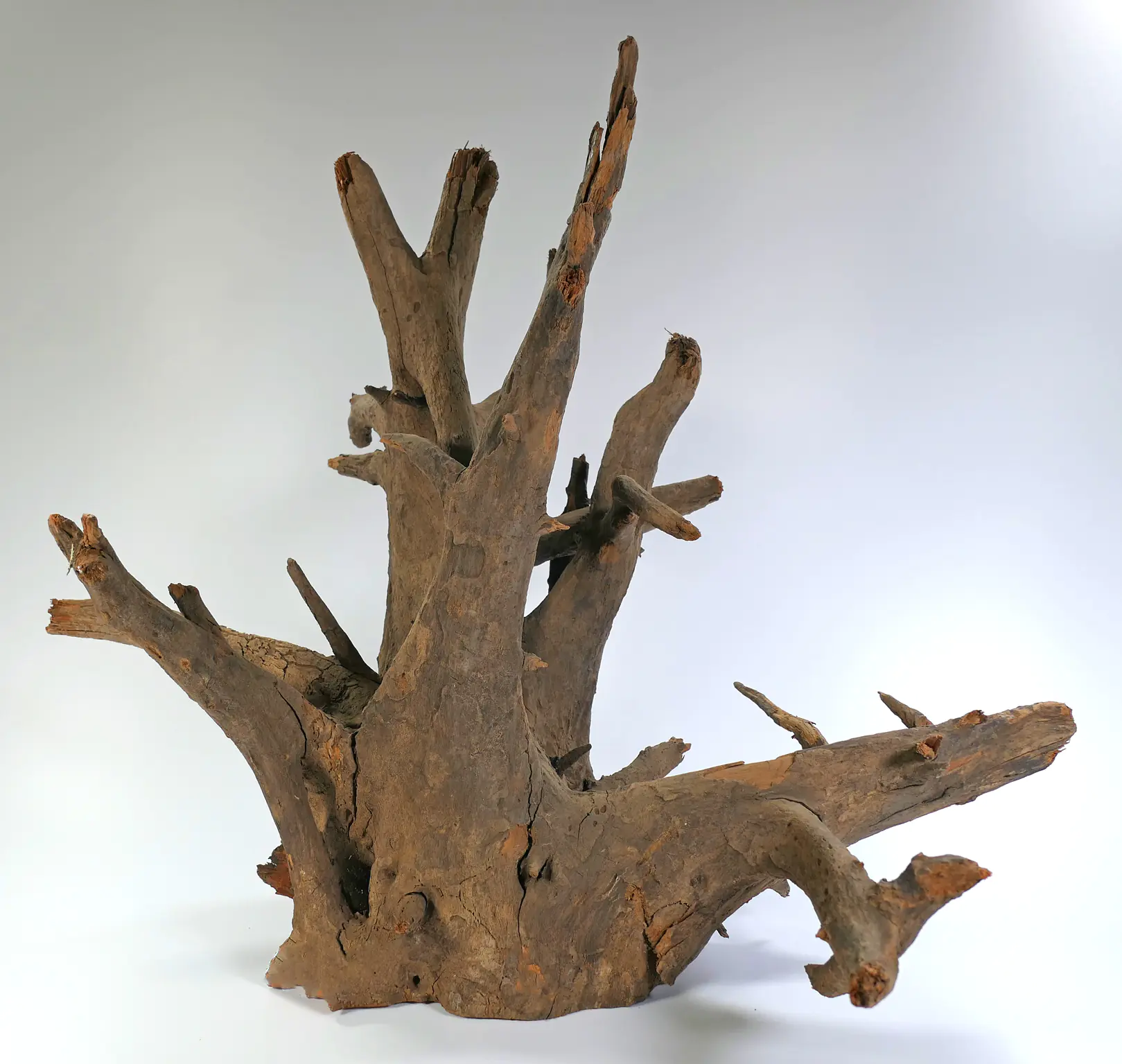 Orbit Caruqa-Wurzel large 