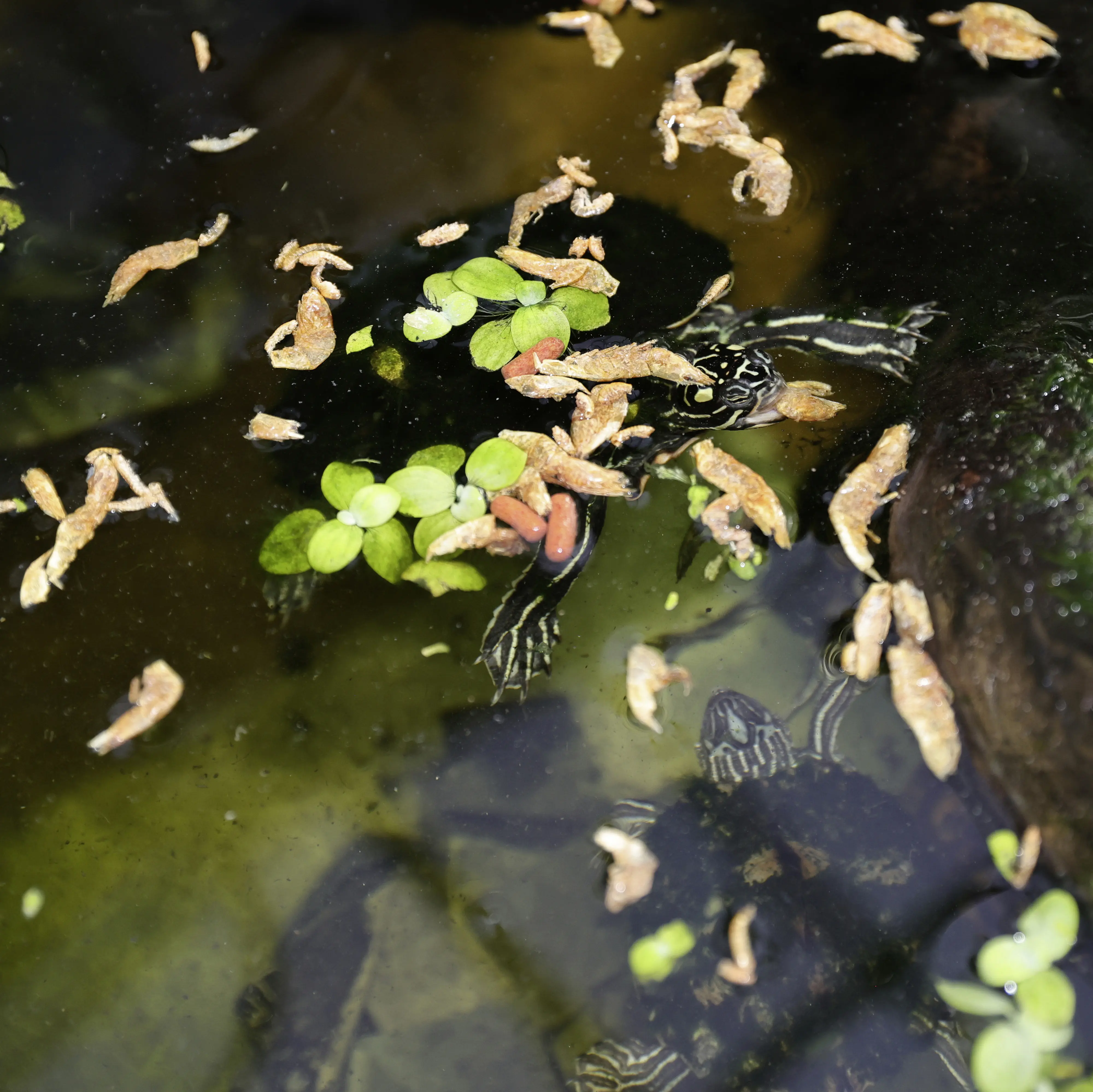 JBL Schildkrötenfutter Proterra Crustarus 250 ml