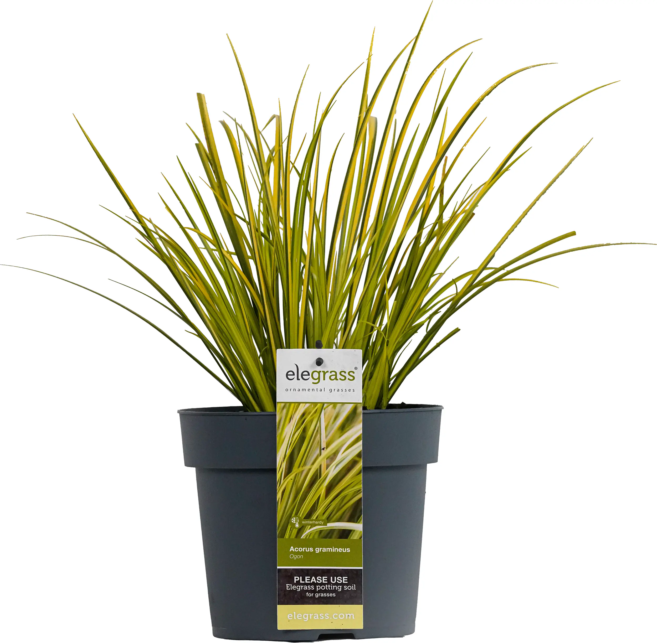 Ziergräser Acorus in Sorten 19 cm Topf