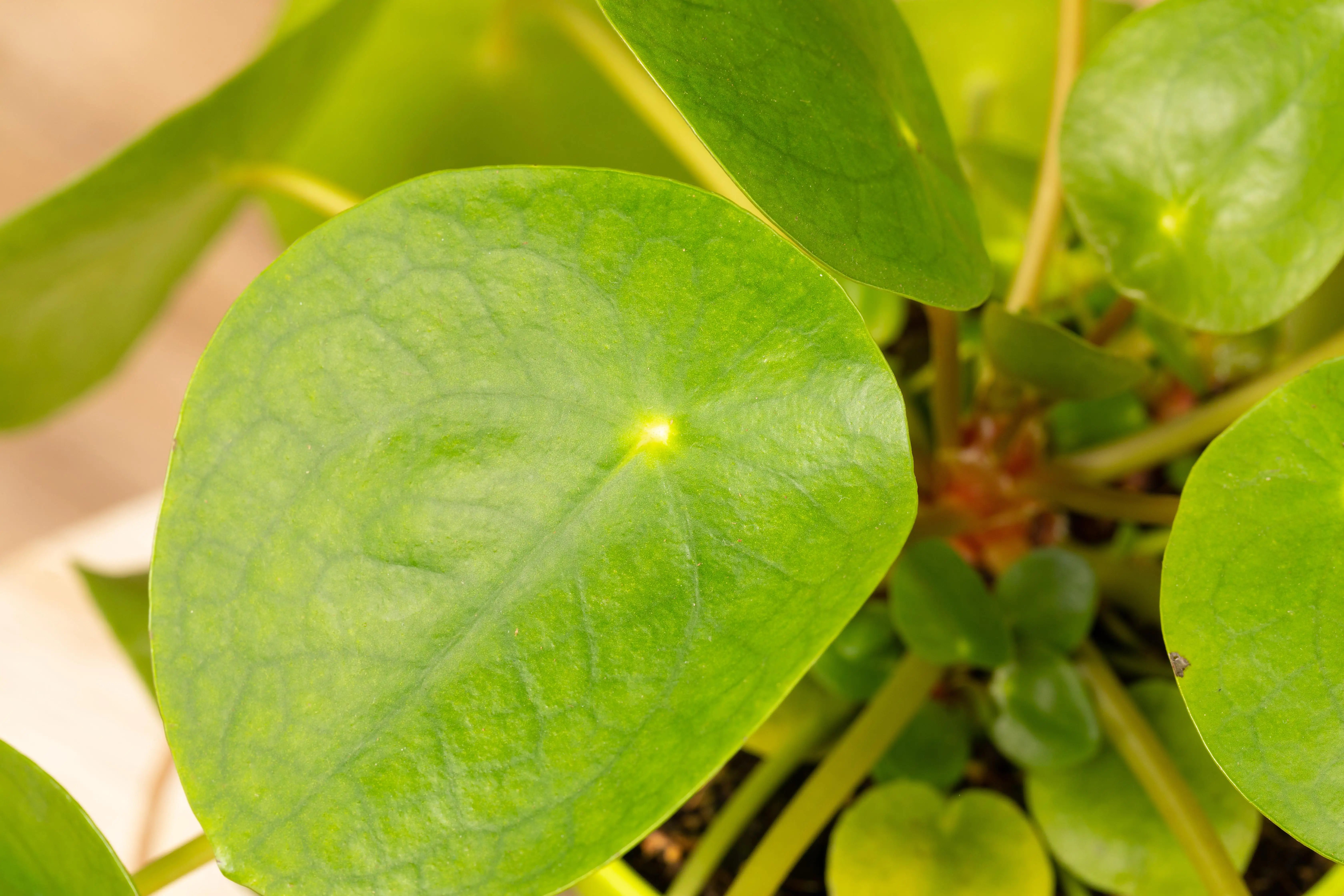 8717929994489_2 Ufopflanze Pilea Peperomioides H ca. 20 cm 13 cm Topf