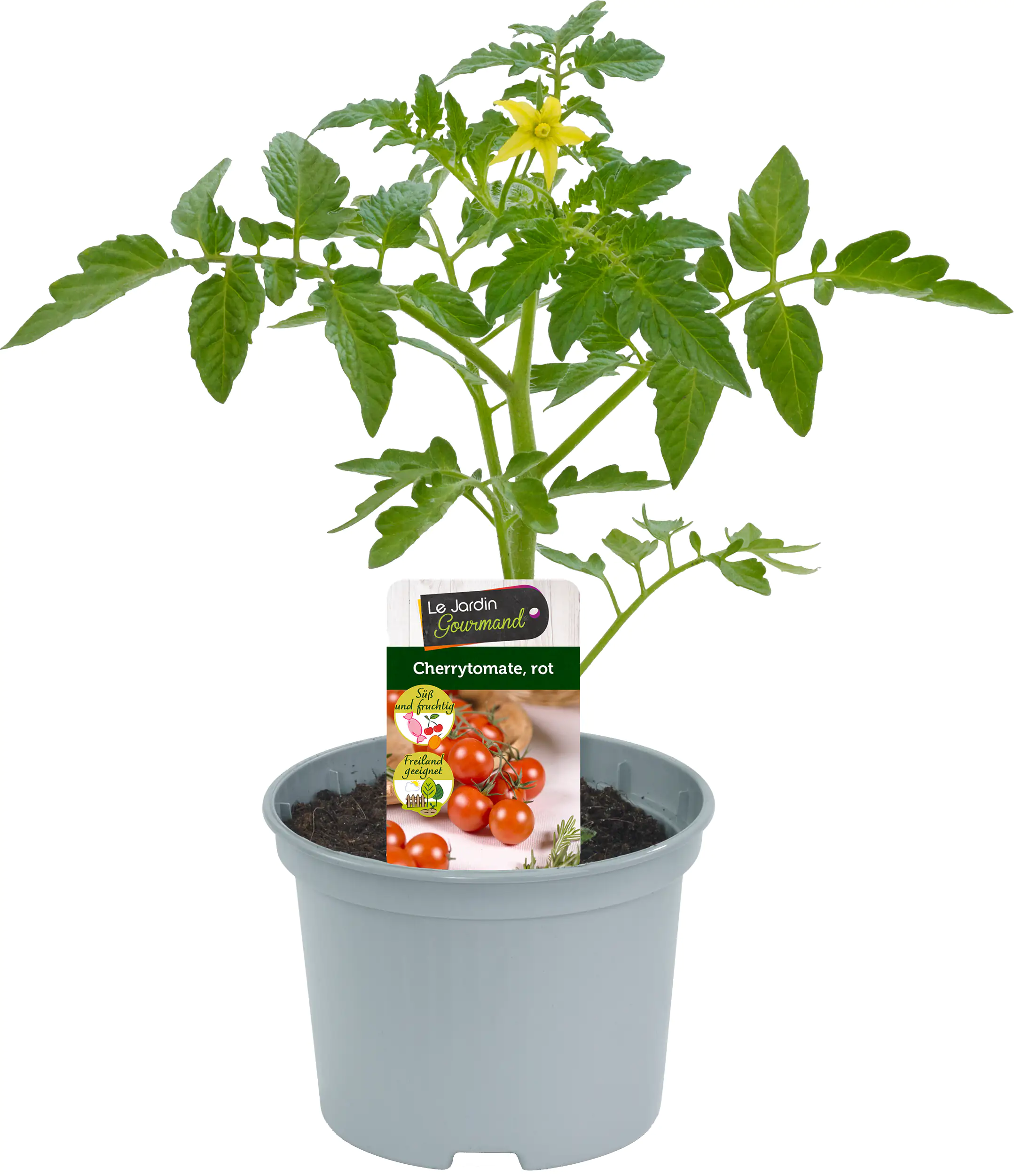 Cherrytomate rot 10,5 cm Topf