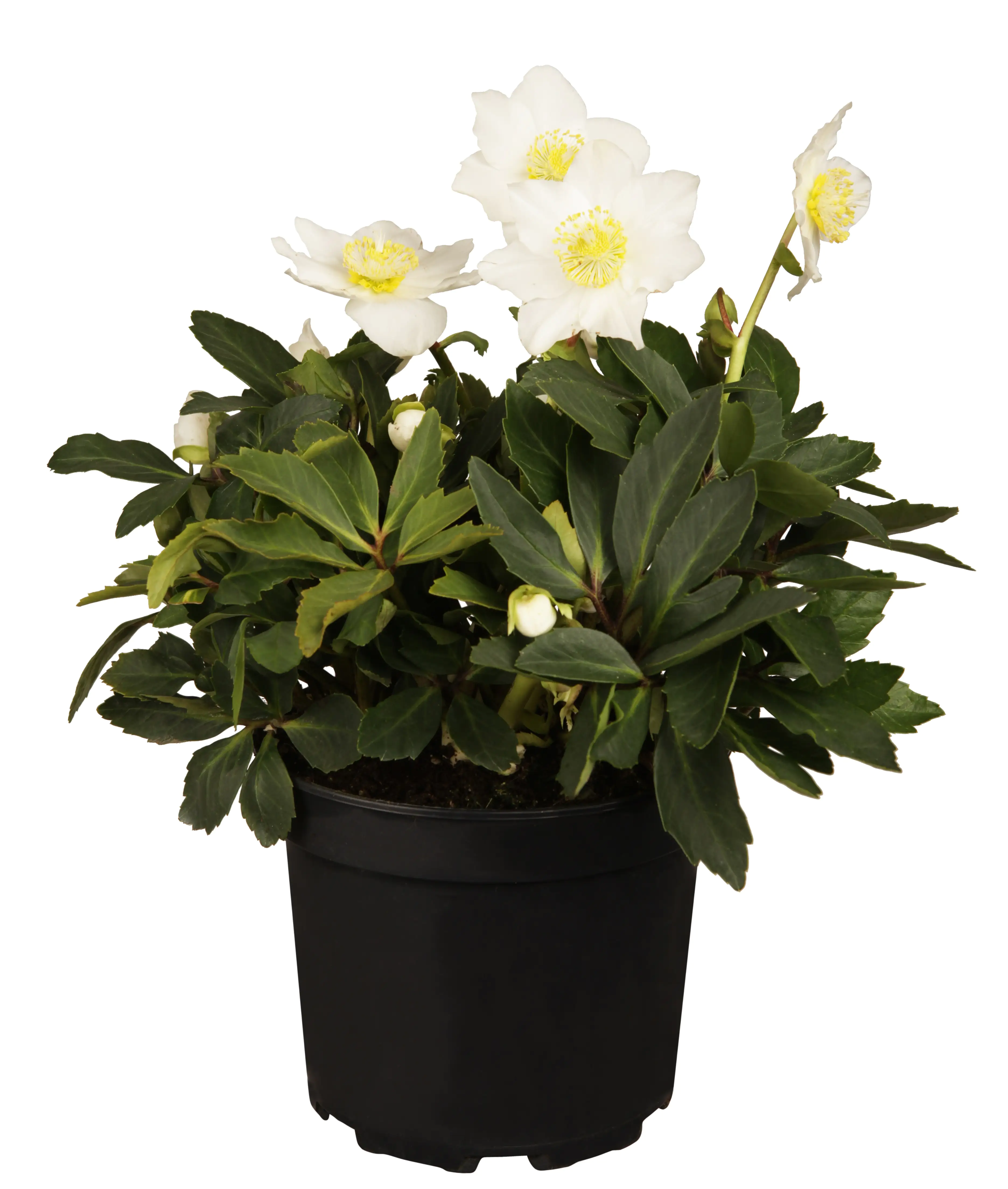 Christrose 'Niger' 12 cm Topf, ca. 20 cm hoch