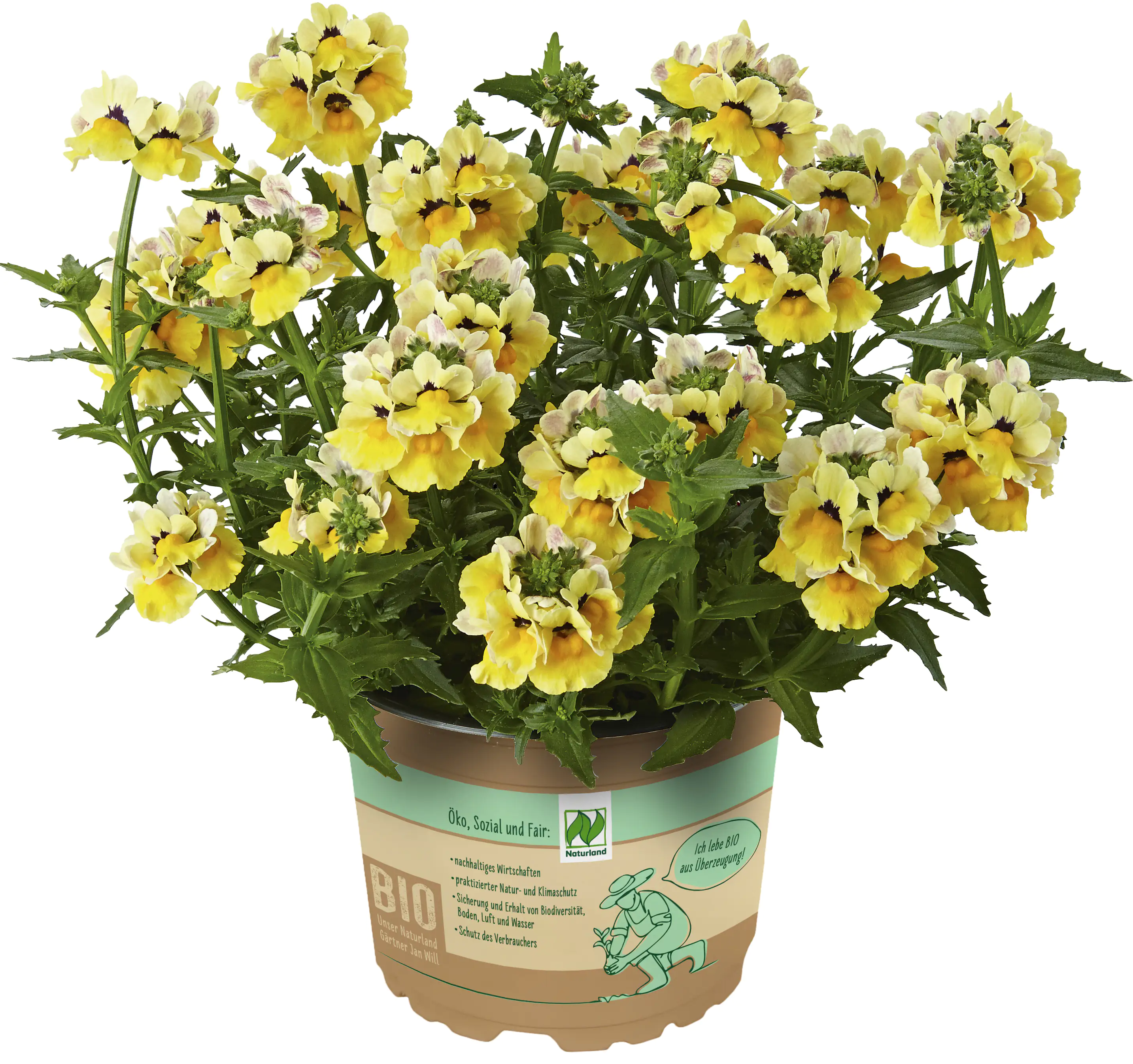 Bio Elfenspiegel Nemesia 13 cm Topf