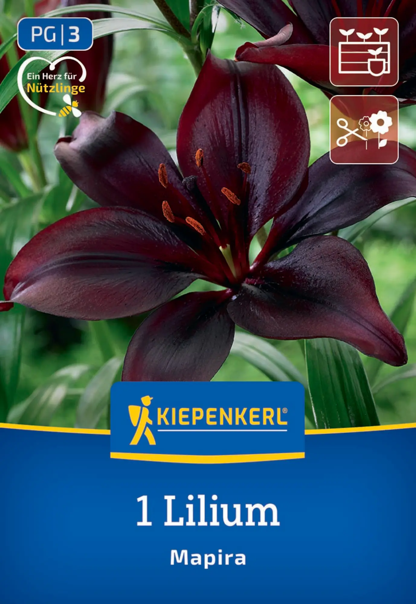 Kiepenkerl Frühjahrsblumenzwiebel Asiatische Lilie Mapira 1 Stück