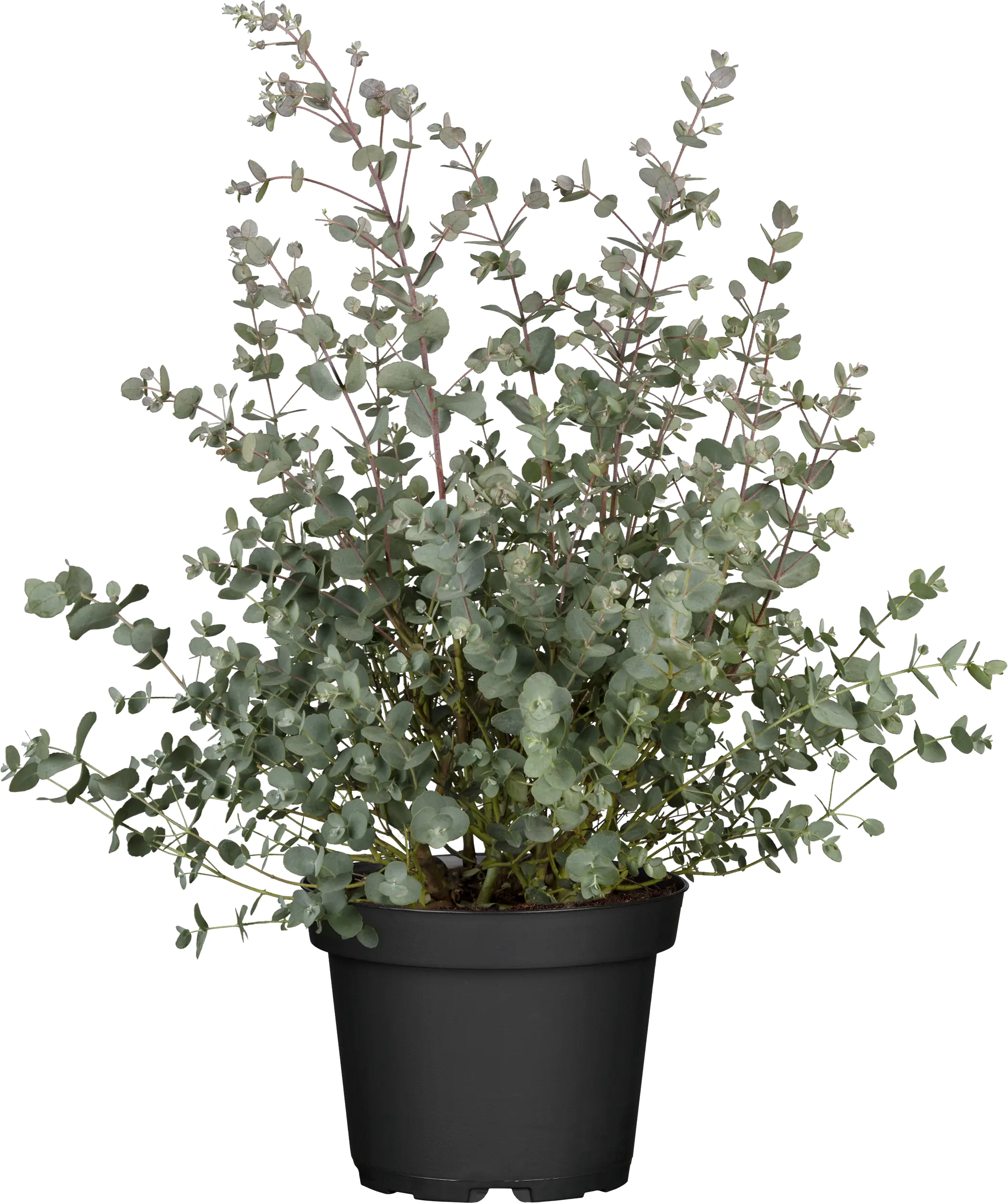 Eucalyptus gunnii Eukalyptus Busch 23 cm Topf