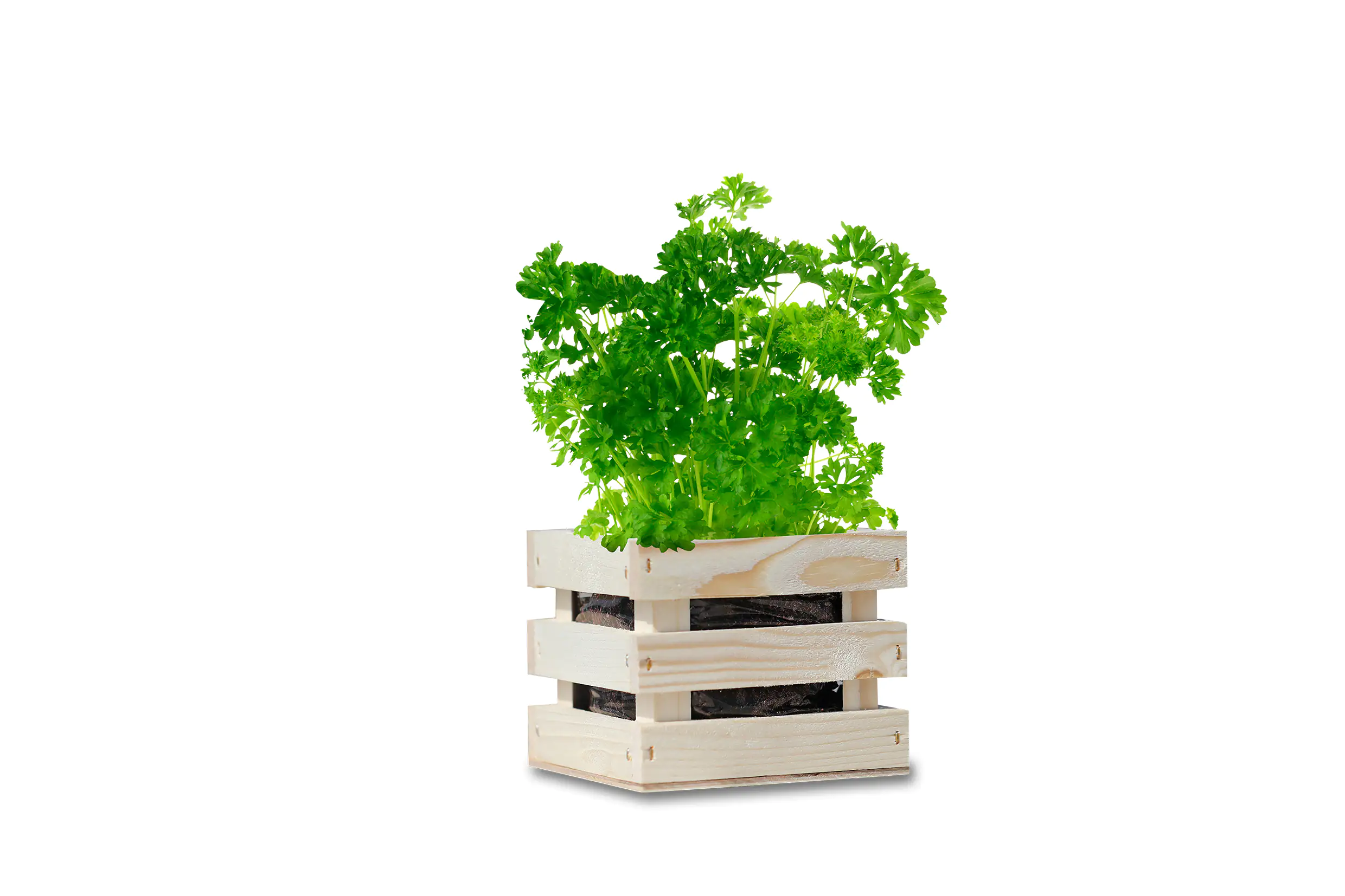 Baza Seeds Garden Box Bio Petersilie Baza Seeds Garden Box Bio Petersilie