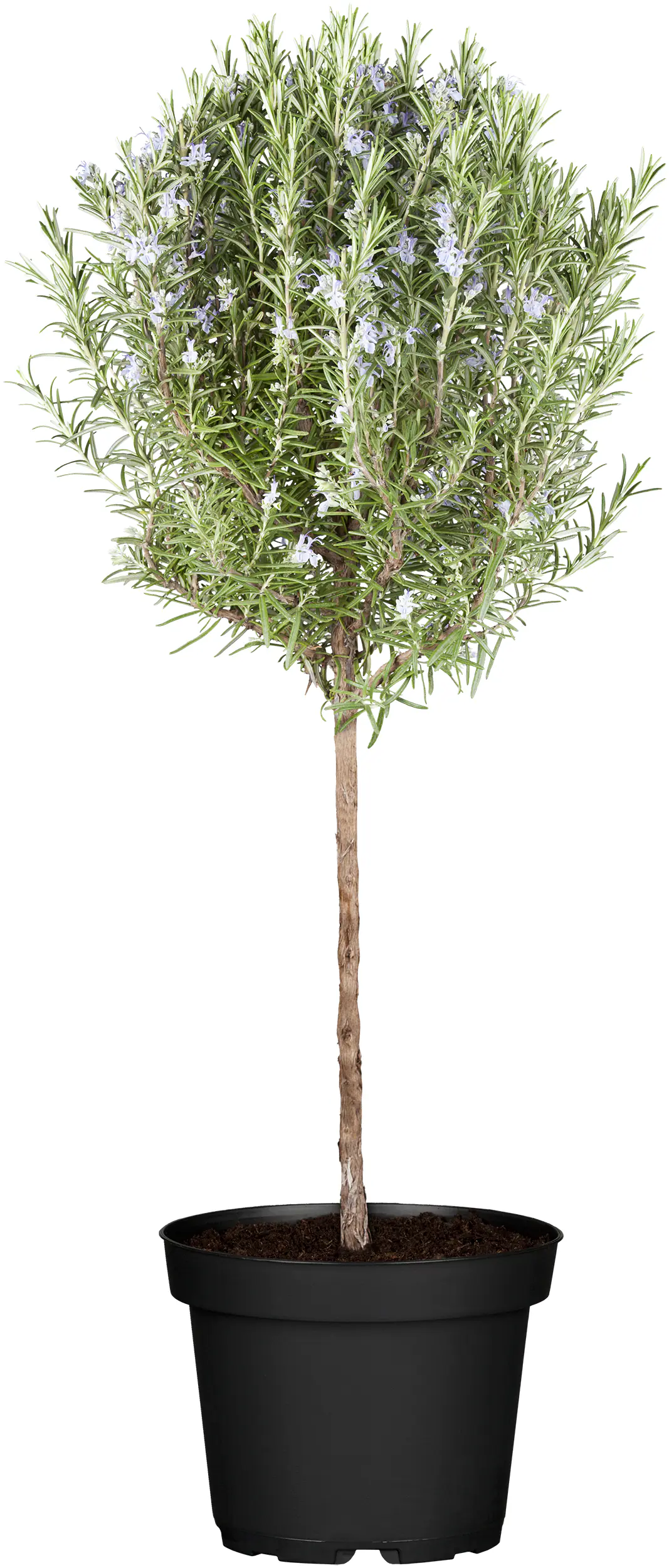 Rosmarin Stamm 19 cm Topf