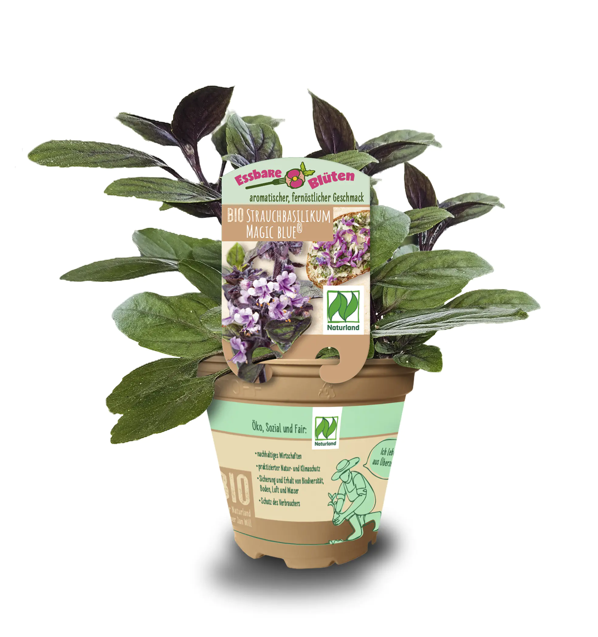 Strauchbasilikum Ocimum basilicum 12 cm Topf